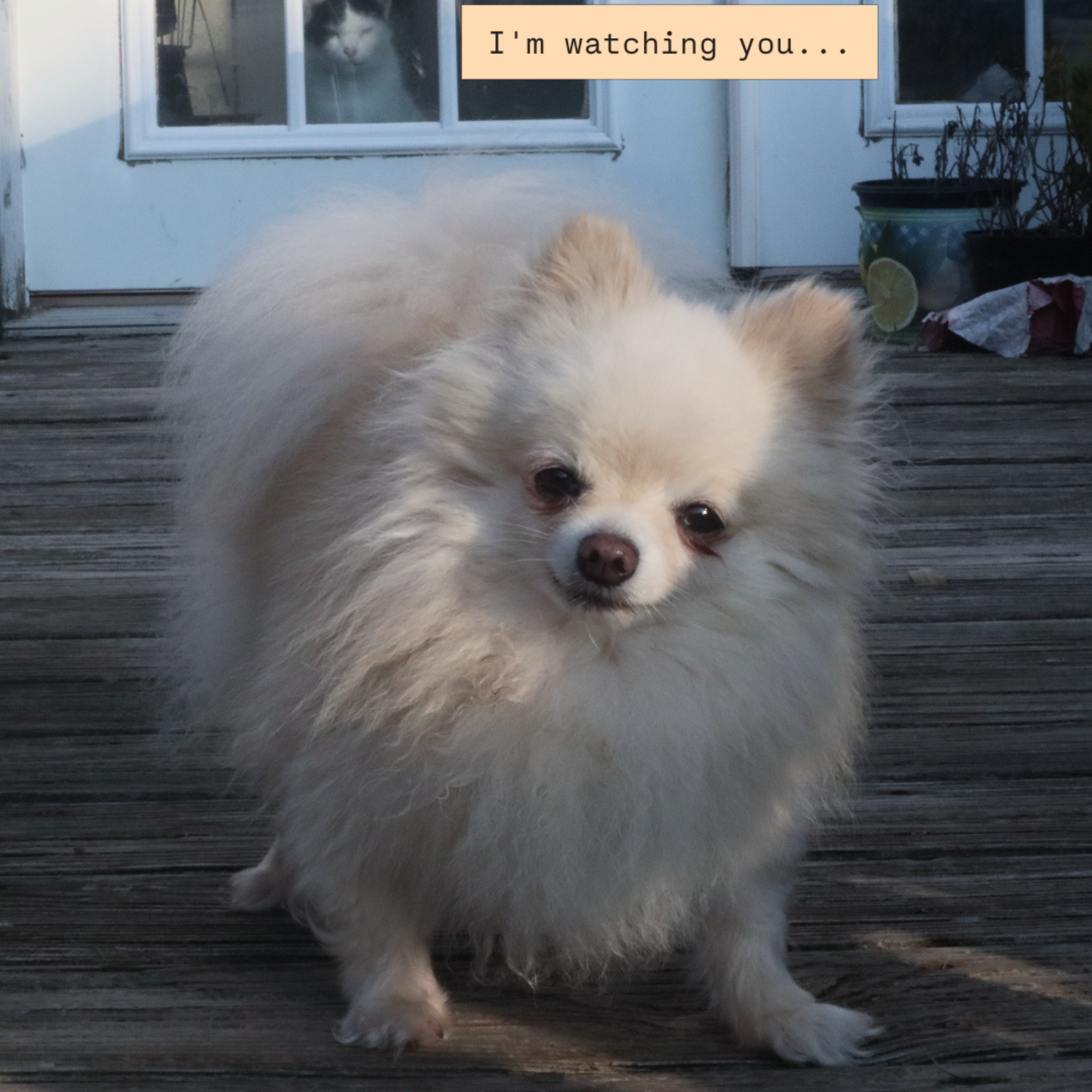 Bramble, small white Pomeranian, standing impatiently on our porch.