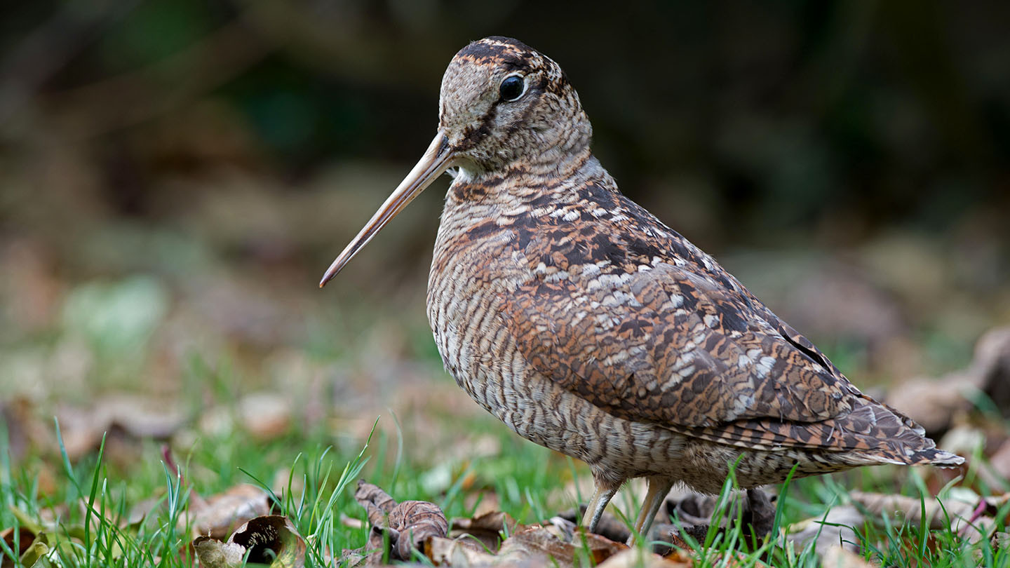 un oiseau nommé "american woodcock", traduit littéralement "bite en bois américaine".
C'est un petit oiseau d'une dizaine de cm de oiseau, possédant un long bec fin et droit, un plumage gris gris tacheté de noir. es yeux sont perché relativement haut sur sa tete, à l'opposé l'un de l'autre.