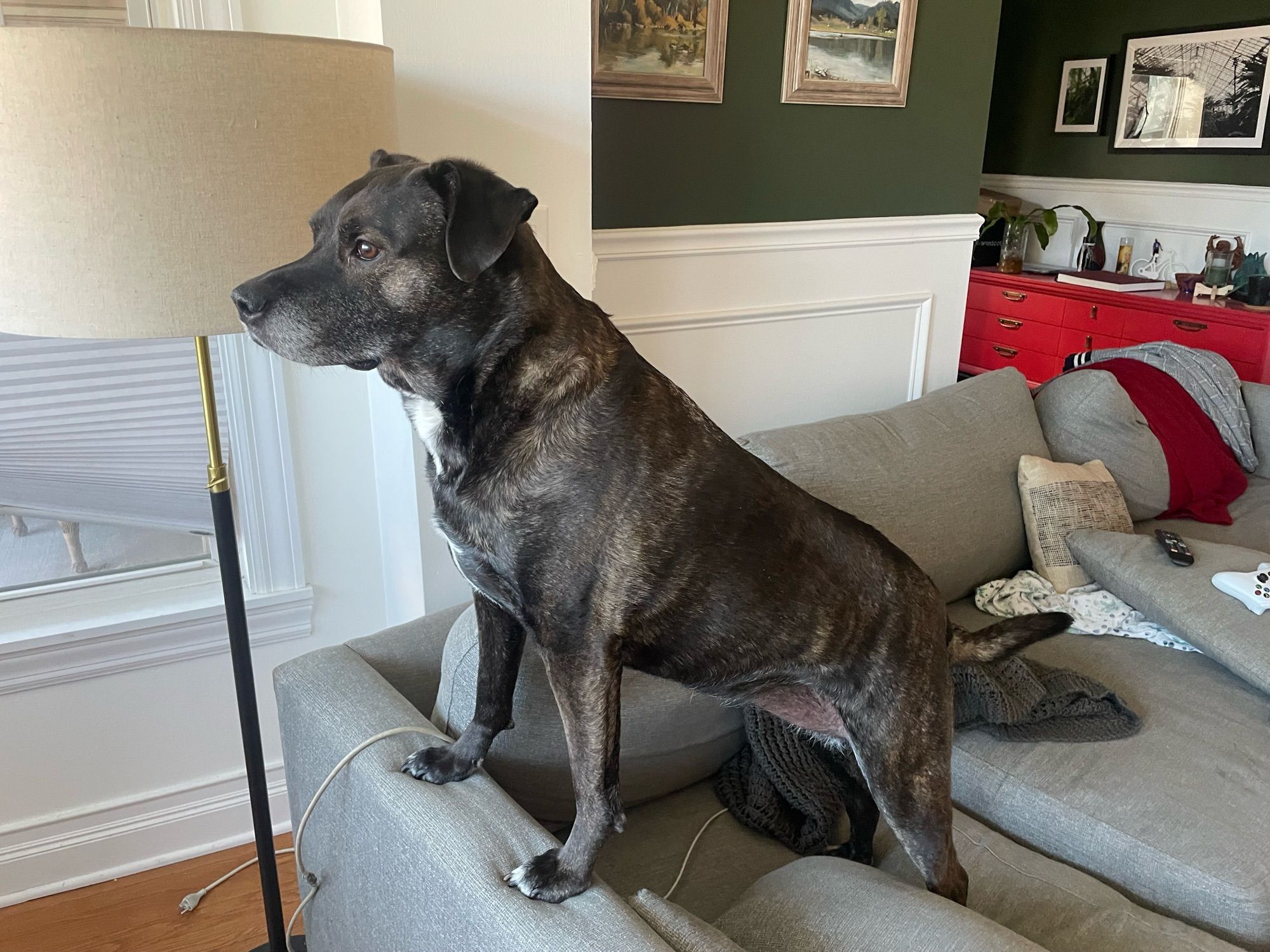 A perfect, very alert mutt, named Morning, on a gray couch