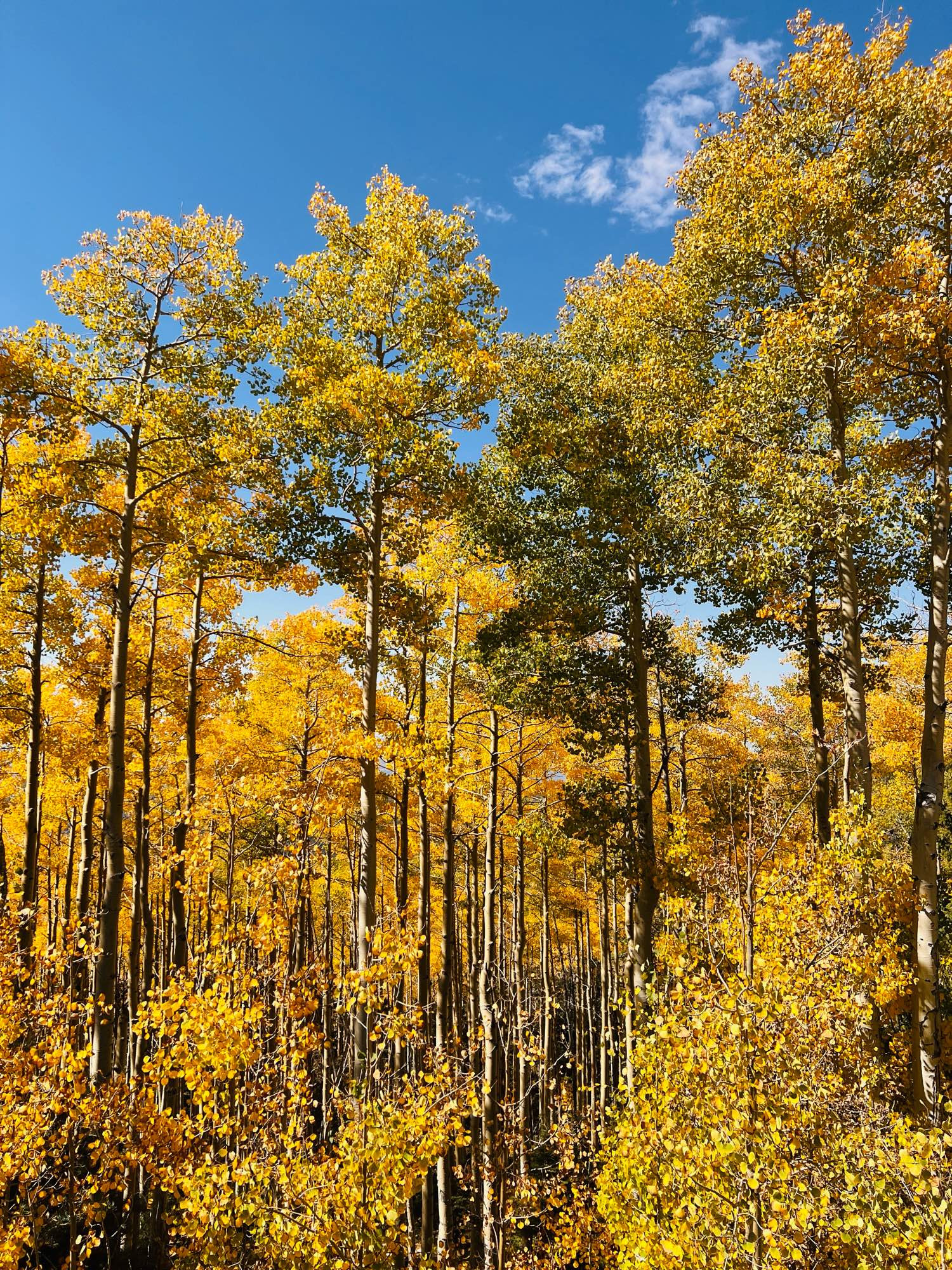 A photo of tall Aspen trees in vibrant gold fall foliage. Taken at Hyde Park in Santa Fe.