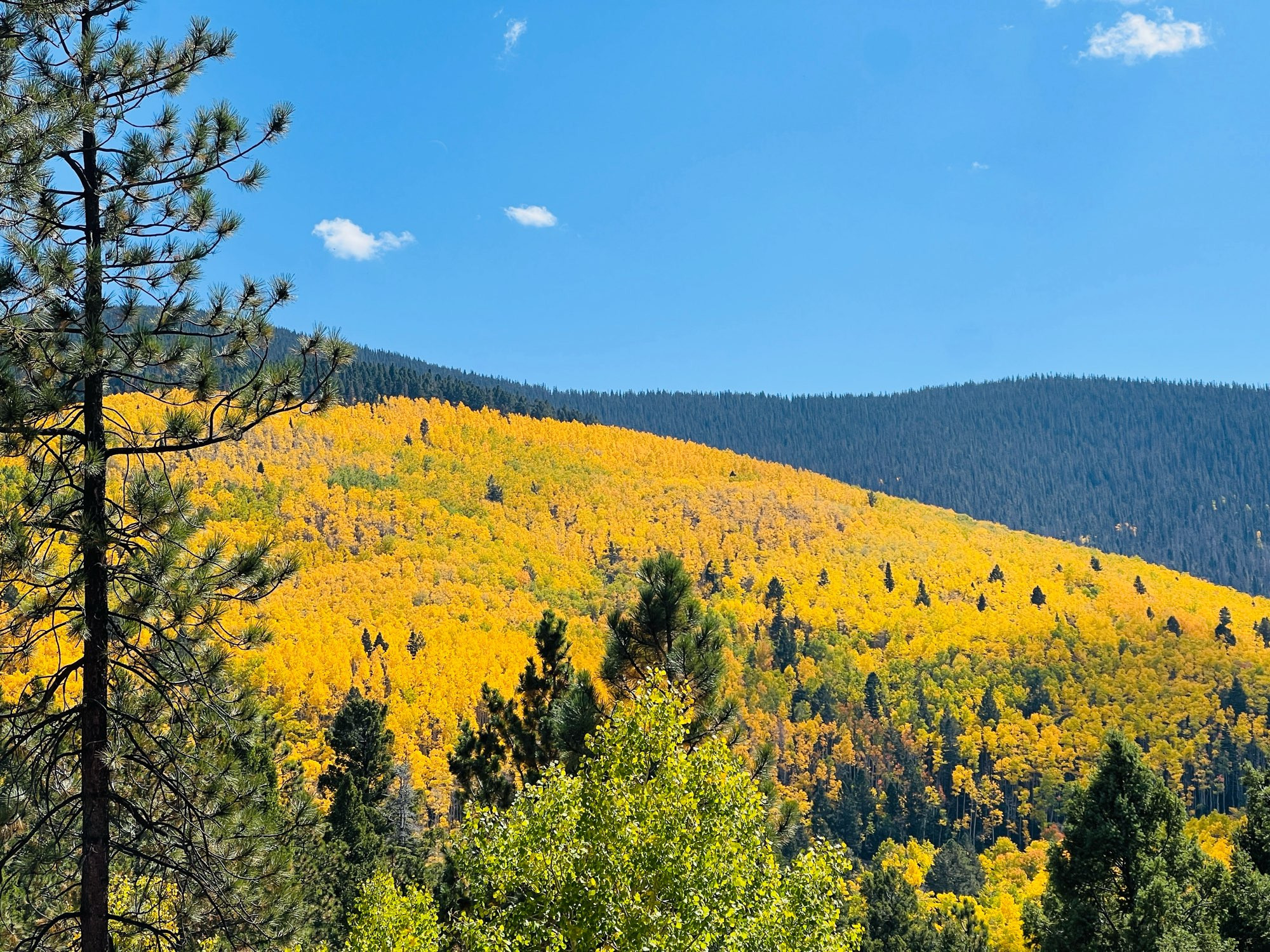 A photo of the Sangre de Cristo mountains, covered with explosively yellow aspen trees. In the extreme foreground are dark green pines and green aspens, in the distance another mountain is hovered in dark pines, and the sky is intensely blue.