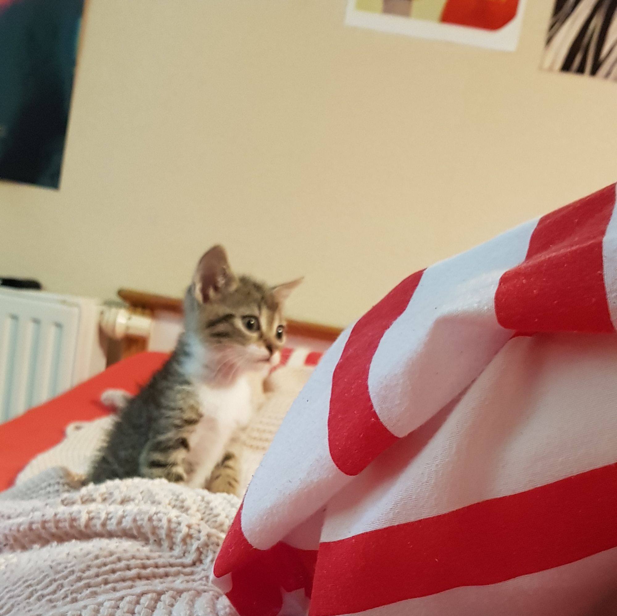 Photo of my cat Bao as teensy tiny baby, sitting on my bed.