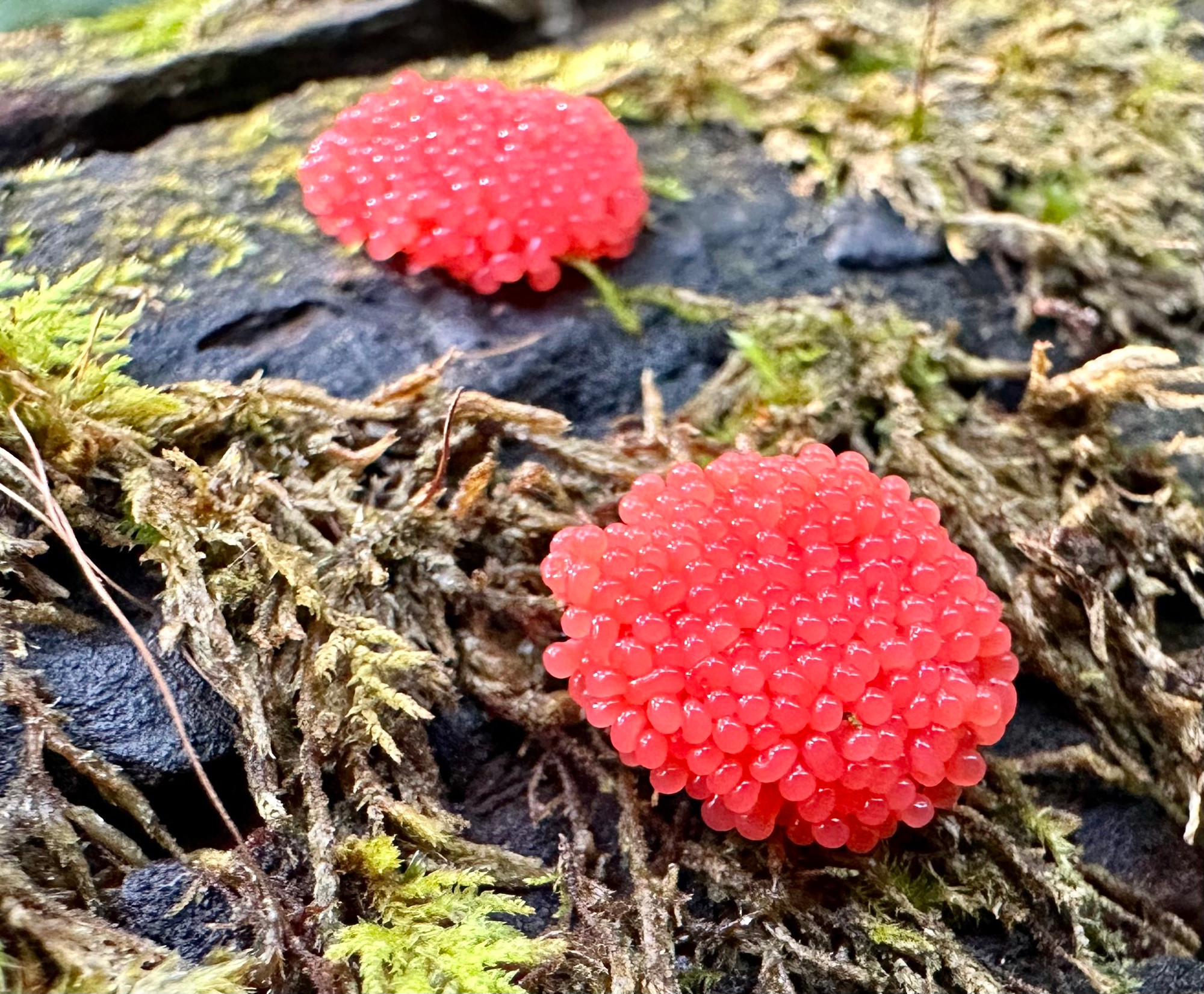 Two clumps of beautiful red raspberry slime mold lookin like delicious trail caviar, grows in a mossy log