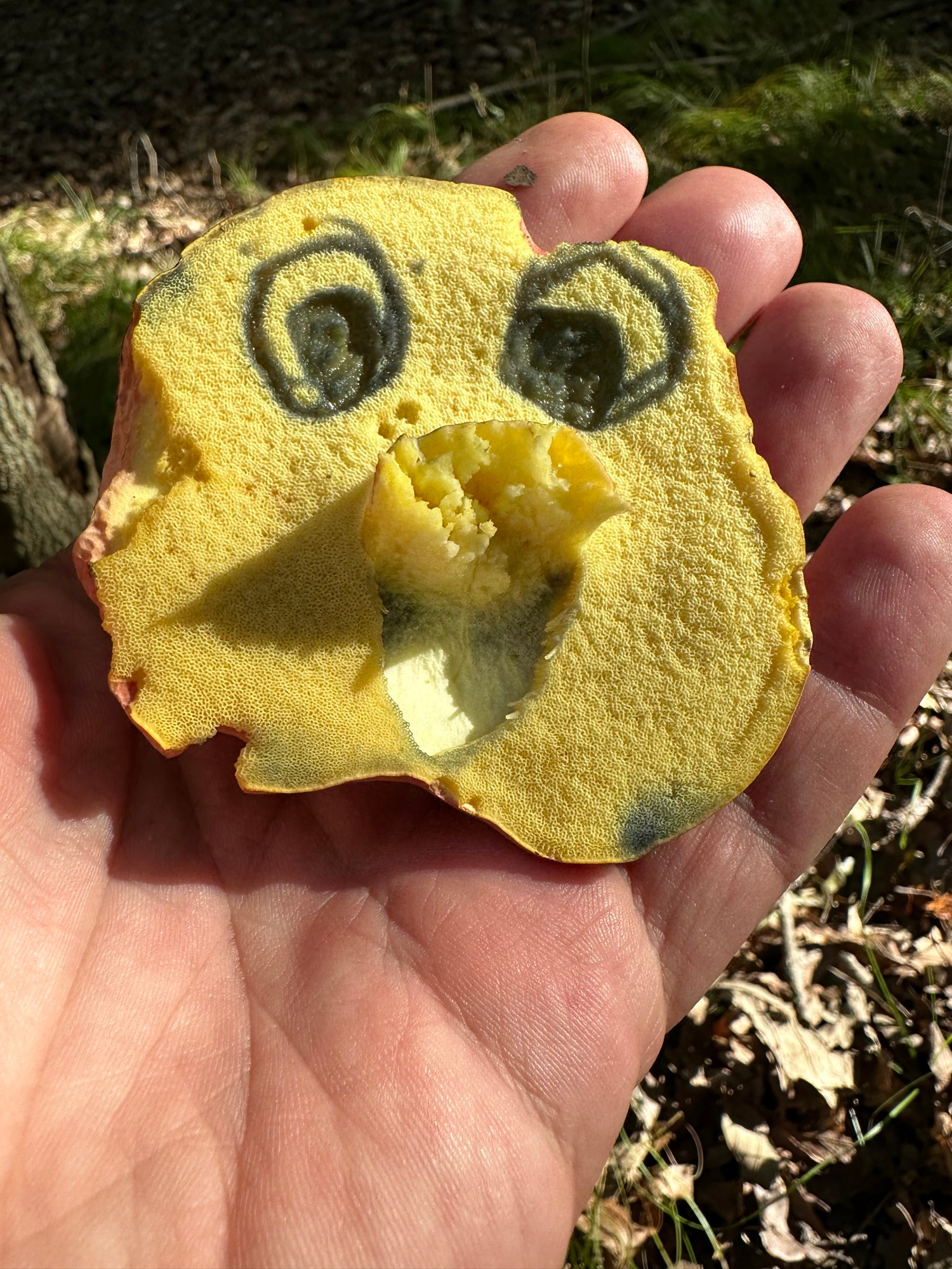 A bi color bolete upside down, eyes were “drawn” on the pores which darkened. The broken stem and a chunk look like a nose and mouth giving the mushroom very much the appearance of a face