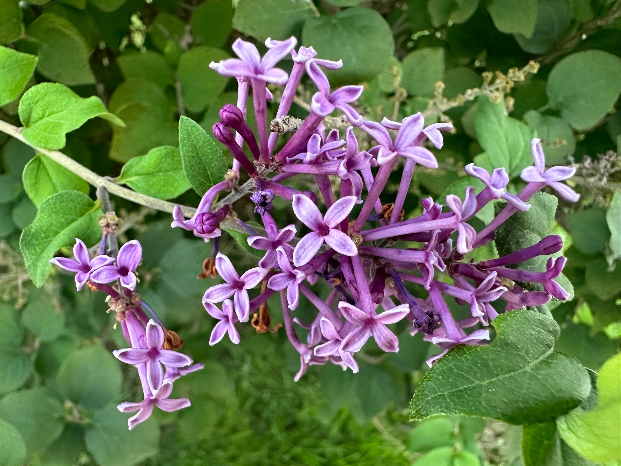 Some little lilac blooms kinda out of season. Lilac rules I guess 