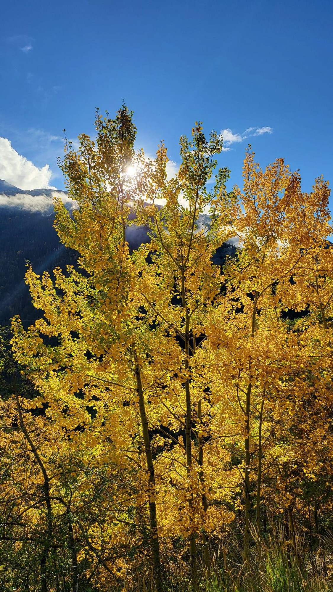 Arbre au feuillage d’automne de couleur jaune presque or