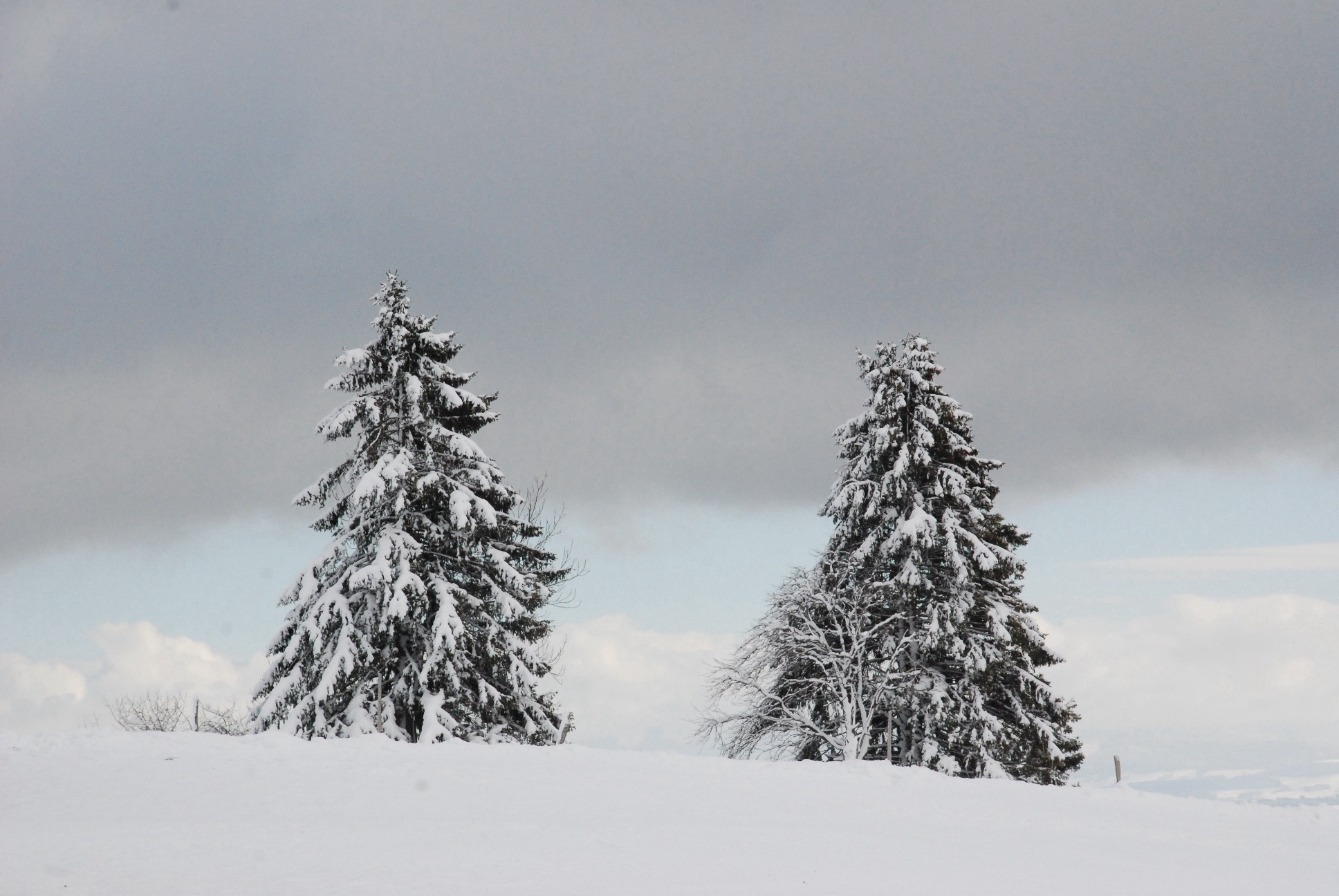 Deux sapins recouvert de neige