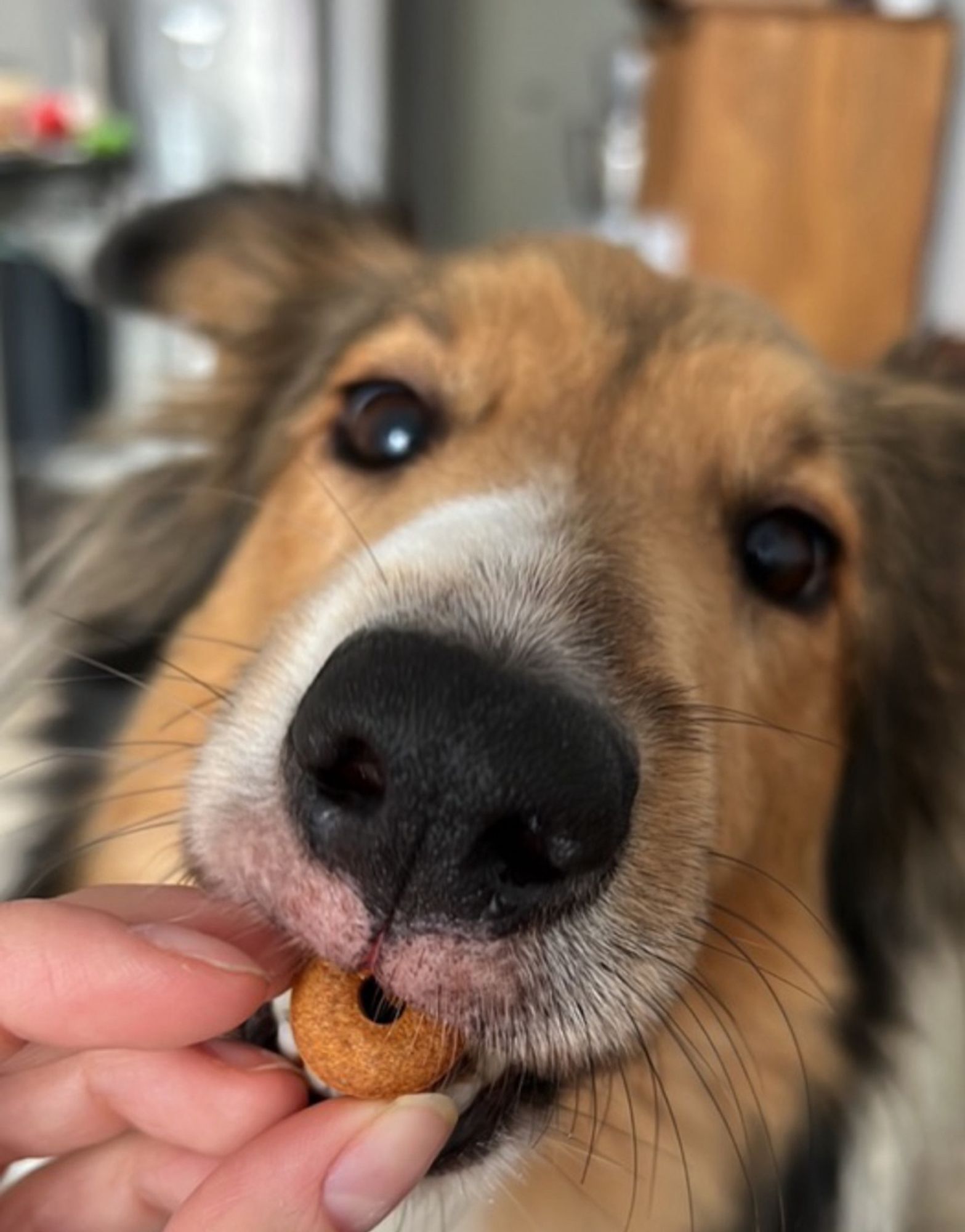 Sheltie Lilly testet selbstgemachte Hunde Leckerlie aus Kürbis