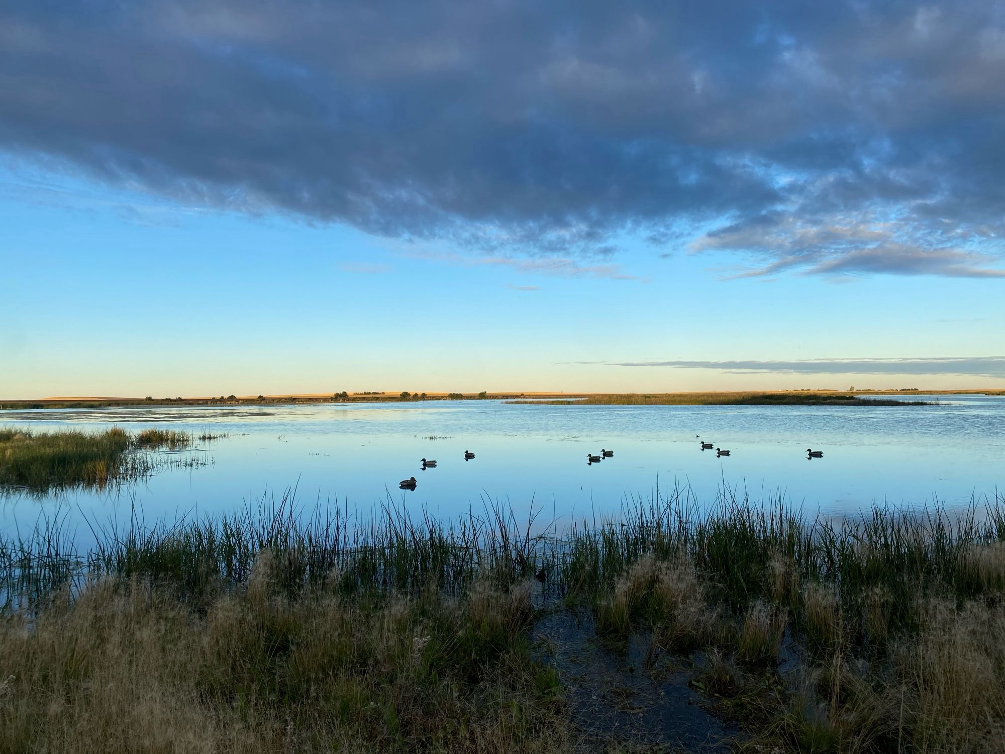 Decoys on the water, at sunrise.