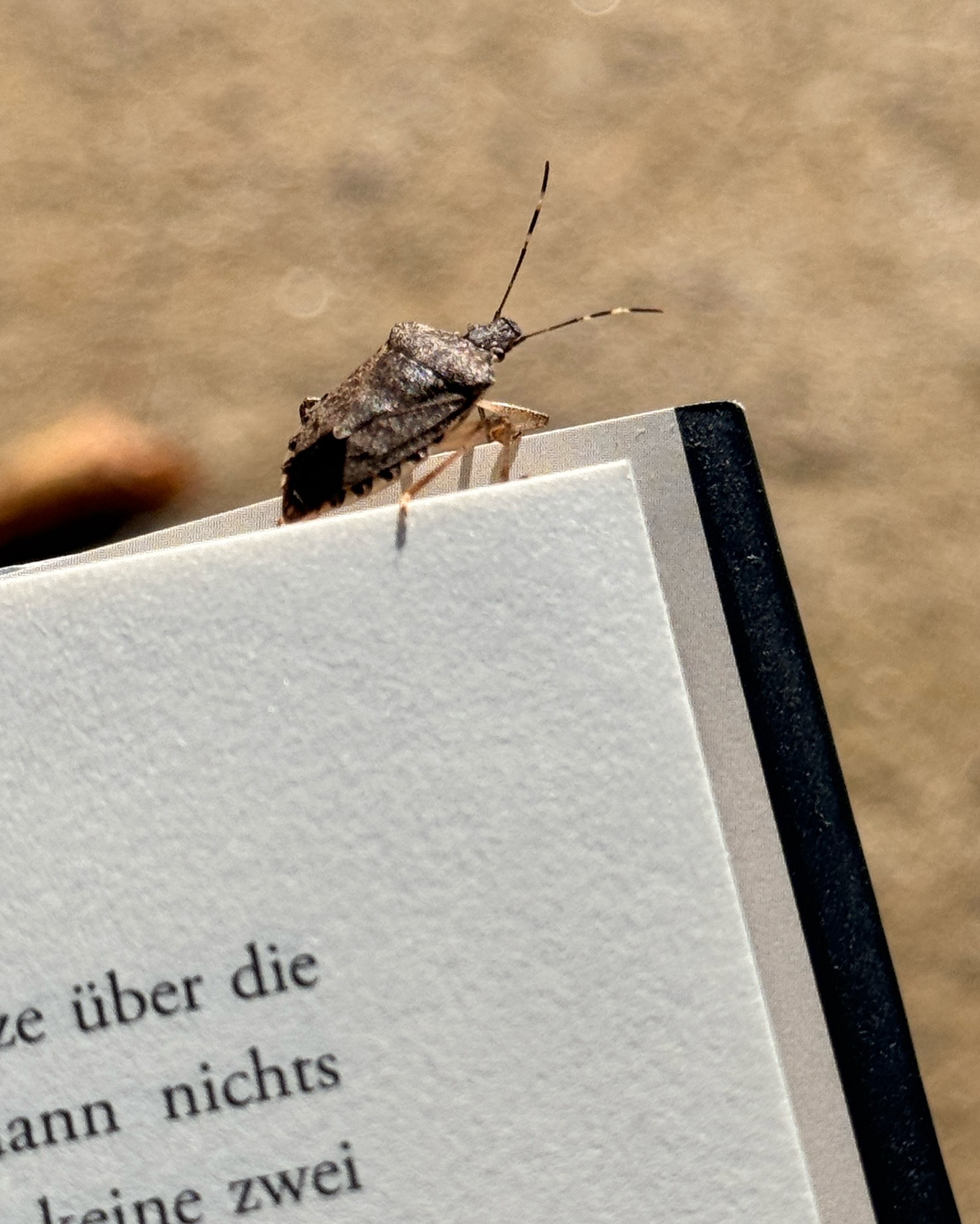 Auf dem Bild ist eine Halyomorpha halys, auch bekannt als Stinkwanze, zu sehen, die sich entspannt auf einer Buchecke sonnt. Die Wanze hat ein charakteristisches, ockerfarben Exoskelett, das im Sonnenlicht leicht schimmert. Ihre Flügel sind geschlossen und zeigen die typischen Muster, die diese Art auszeichnen. Die Buchecke, auf der sie sitzt, hat eine glatte, matte-helle Oberfläche, die einen spannenden Kontrast bietet. Die Szene strahlt eine ruhige, friedliche Atmosphäre aus, während die Wanze in der Sonne verweilt. Durch das Licht und die friedliche Atmosphäre wird die Schönheit der Natur in diesem Moment unterstrichen.