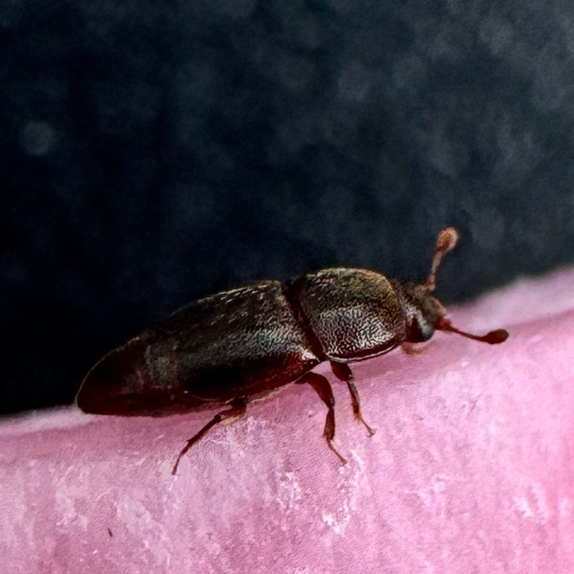 Macrofotografie eines Käfers (weiß noch nicht welcher) der auf einem mit Rotwein vollgesogen Taschentuch nach erfolgreicher Rettung entlang krabbelt.