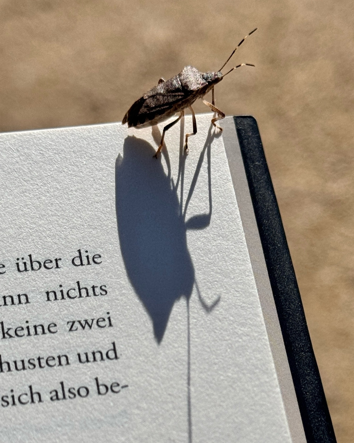 Auf dem Foto ist eine Halyomorpha halys, umgangssprachlich als Stinkwanze bekannt, zu sehen, die sich gemütlich auf einer Buchecke sonnt. Ihr charakteristisches, ockerfarben Exoskelett glänzt im Sonnenlicht und hebt sich deutlich von der Oberfläche der Buchecke ab. Die Wanze ist in einer entspannten Position, während die warmen Sonnenstrahlen auf sie fallen. Durch die Sonneneinstrahlung entsteht ein markanter Schlagschatten, der sich über die Buchseite zieht und dem Bild eine interessante Tiefe verleiht. Die Kombination aus der Wanze, der Buchecke und dem Schatten schafft eine harmonische und natürliche Szene, die die Schönheit der kleinen Details in der Natur hervorhebt.