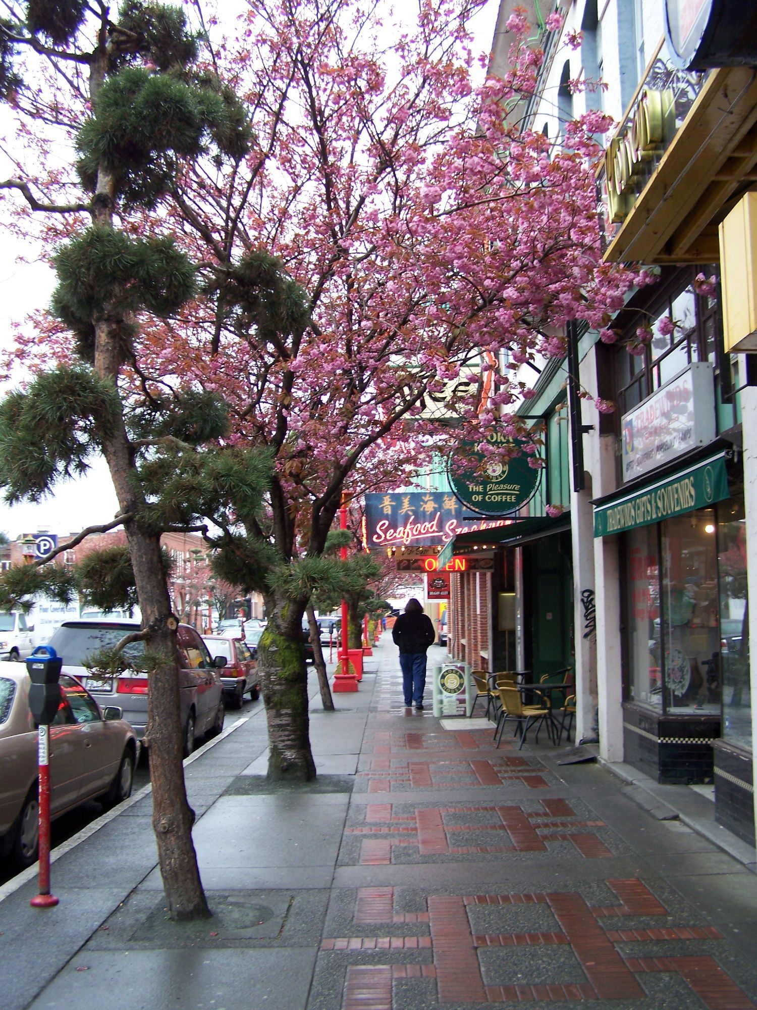 A man in a black hoodie walks down a city street with pink flowering trees on the left and buildings on the right