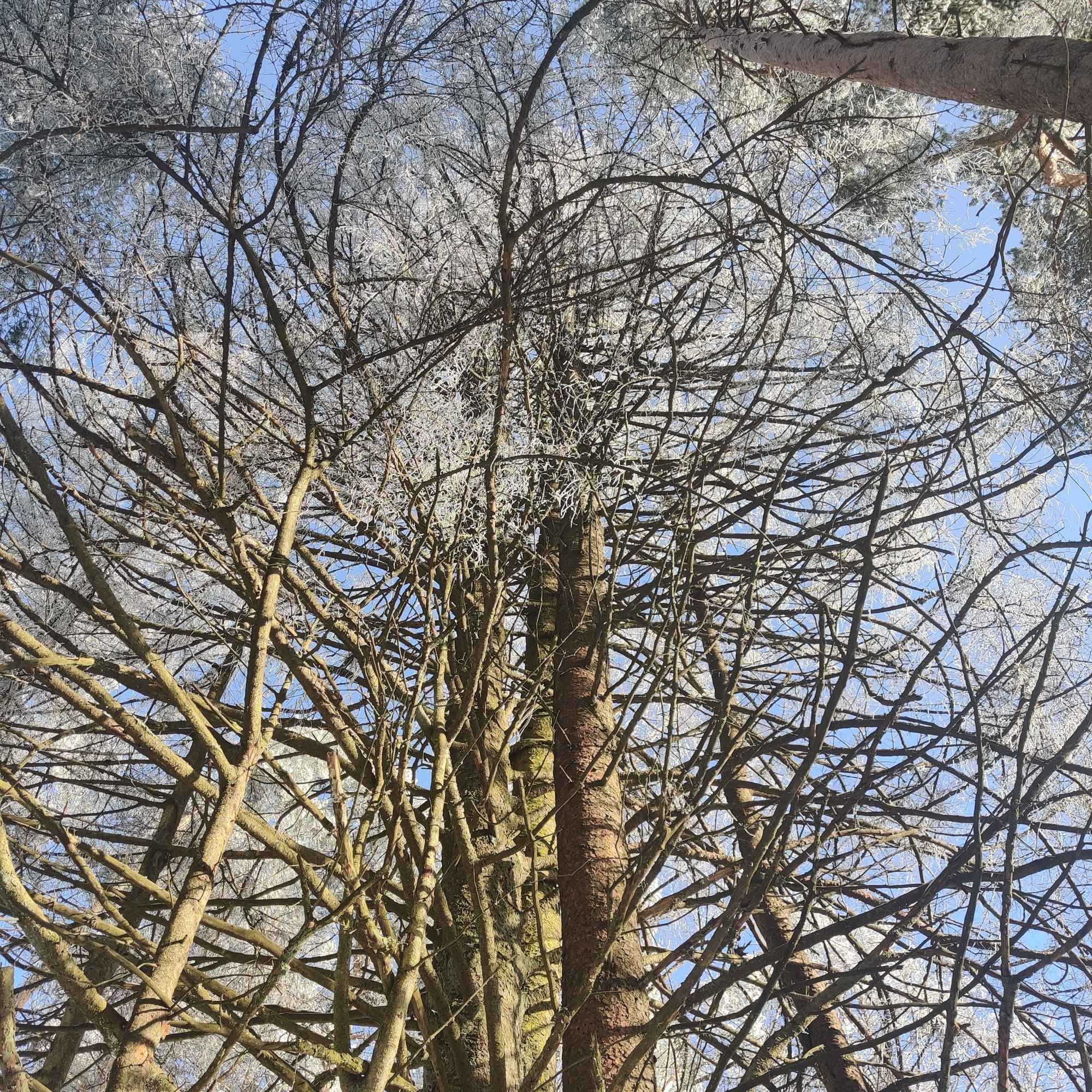 Baum im Schwenninger Moos