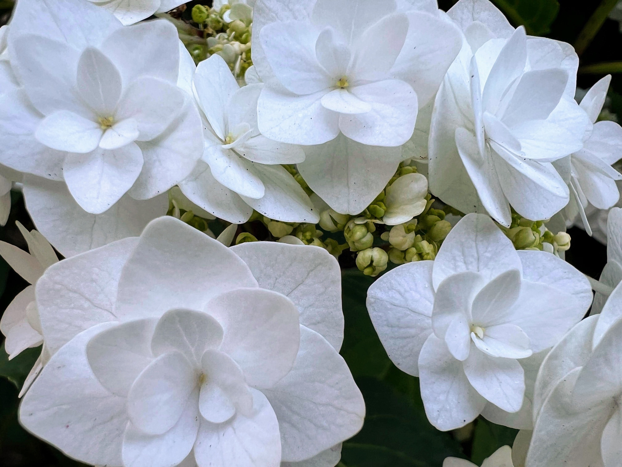 A lot of white flowers with concentric circles of petals