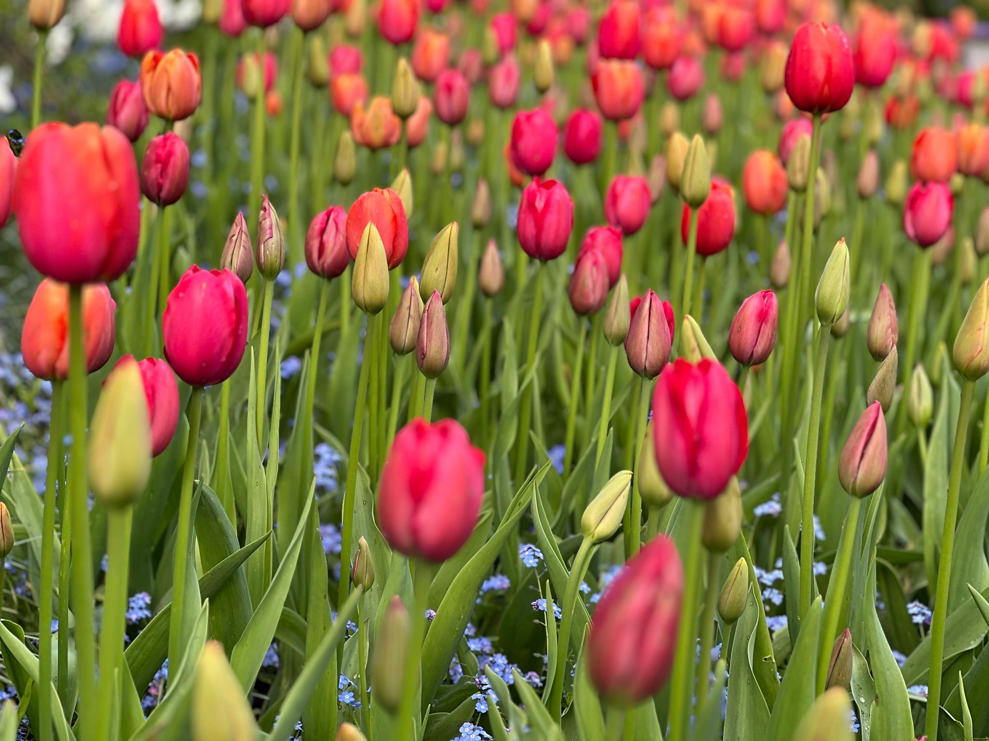 A field of red tulips with green stems