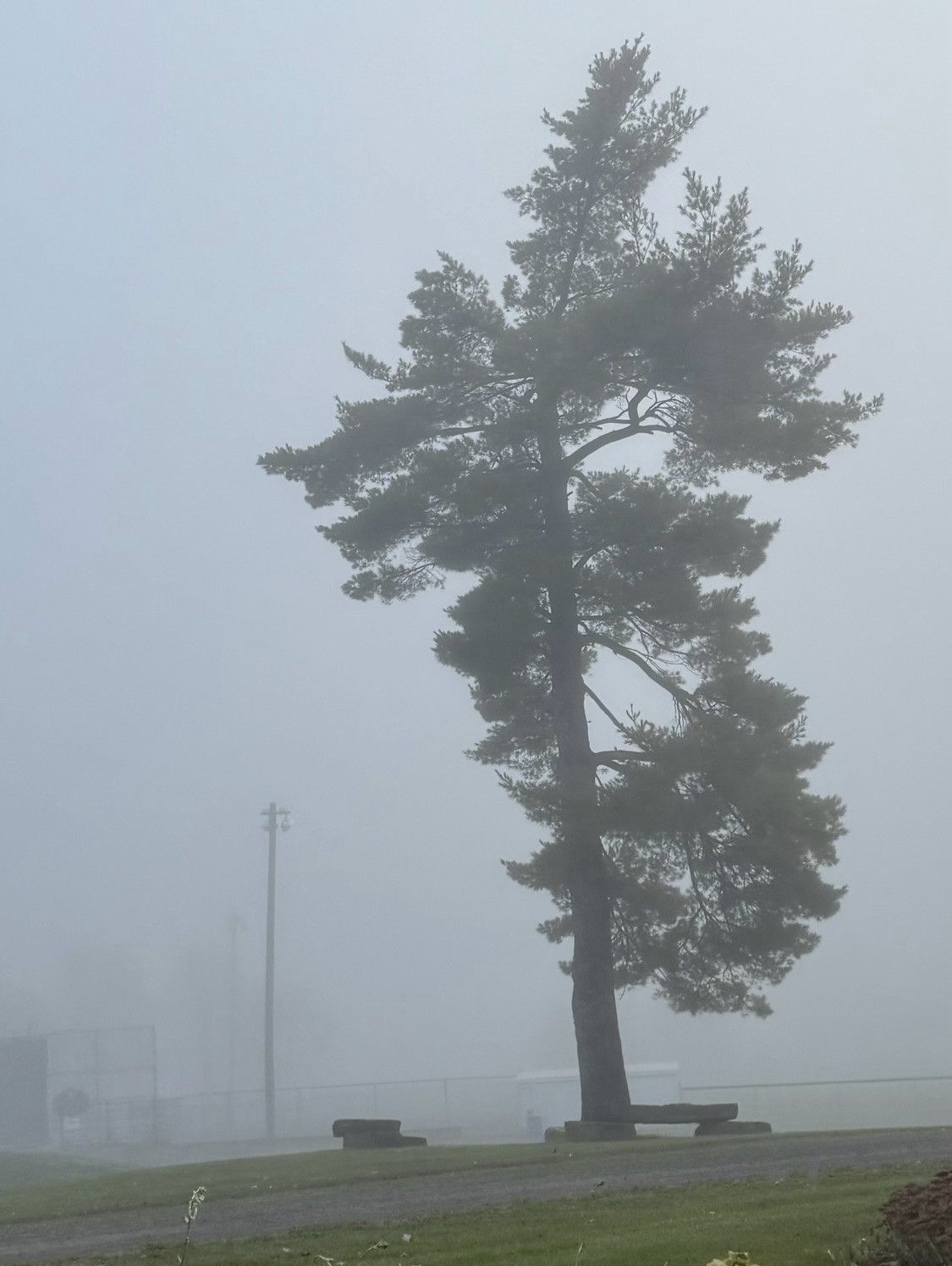 A very foggy silhouette of a white pine in morning at Spencerville Fairgrounds