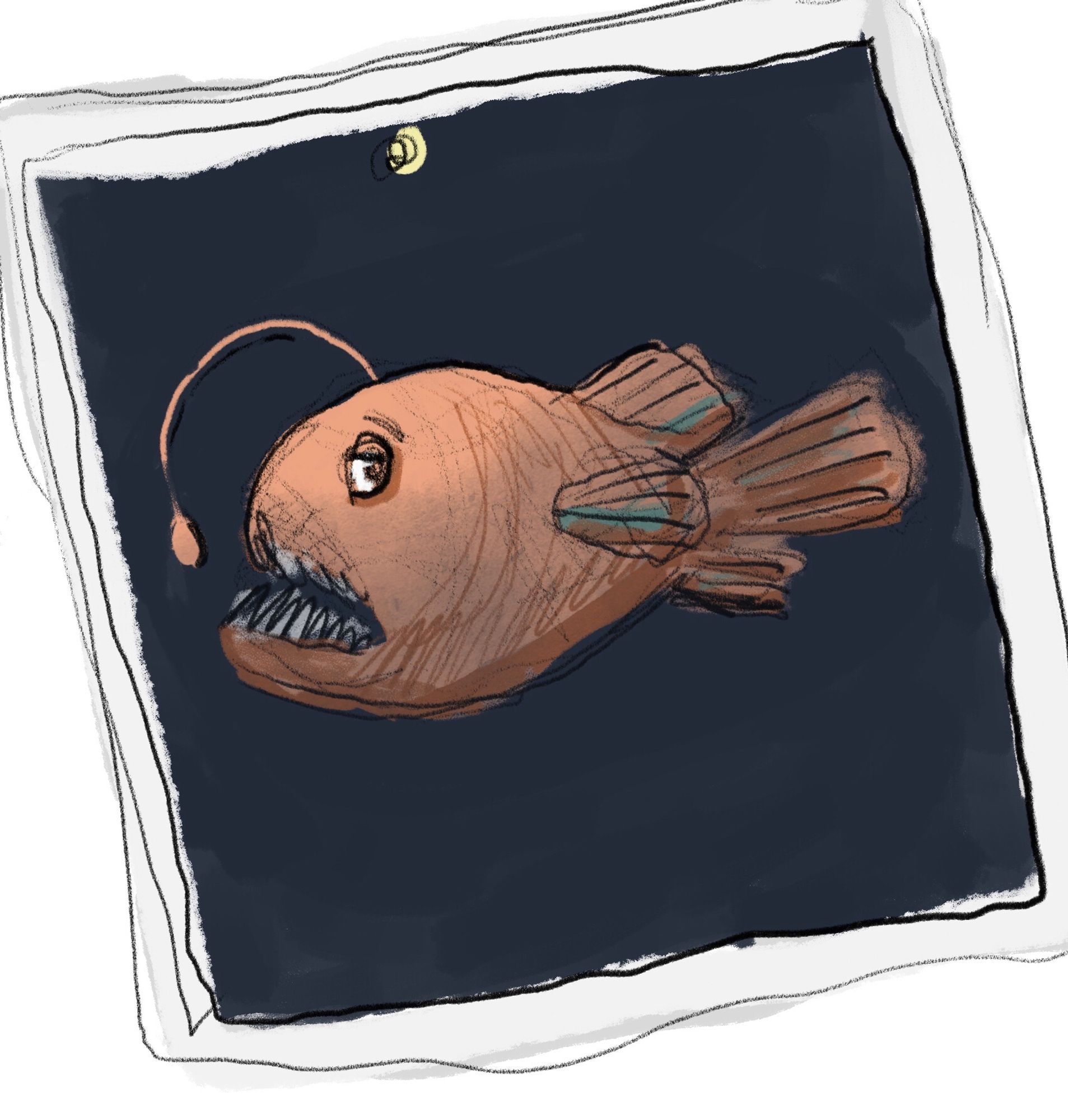 Polaroid-style illustration of a red-orange-colored female anglerfish with a long lure and an underbite in profile view.  The background of the “photo” is navy blue.