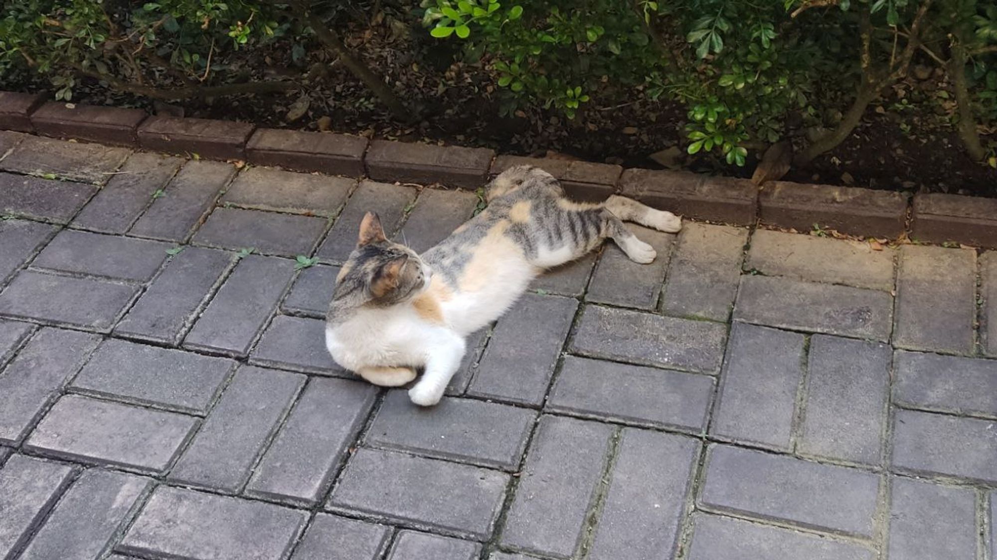 calico cat lying sideways on pavement