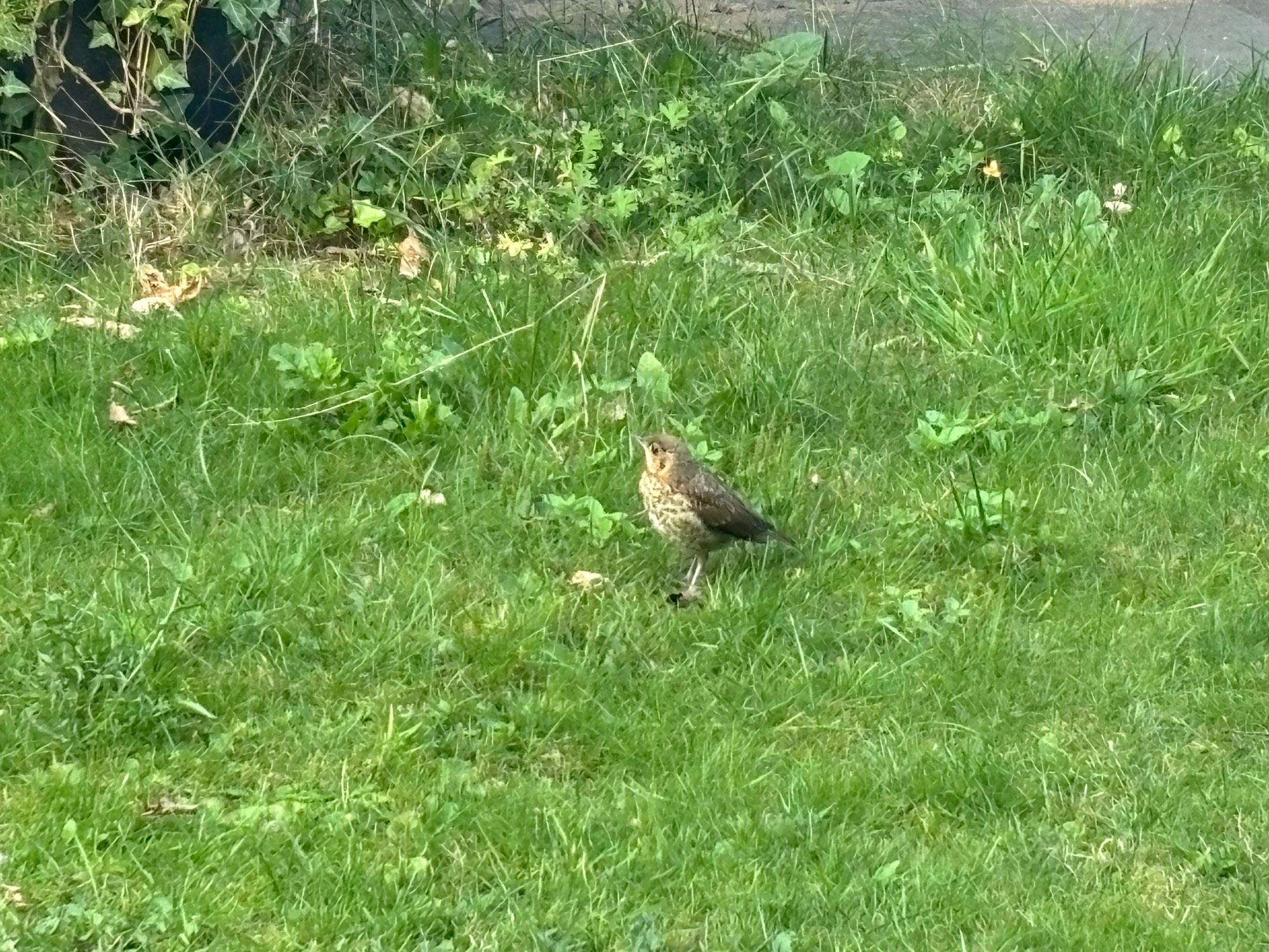 Vogel op gras in tuin met onkruid