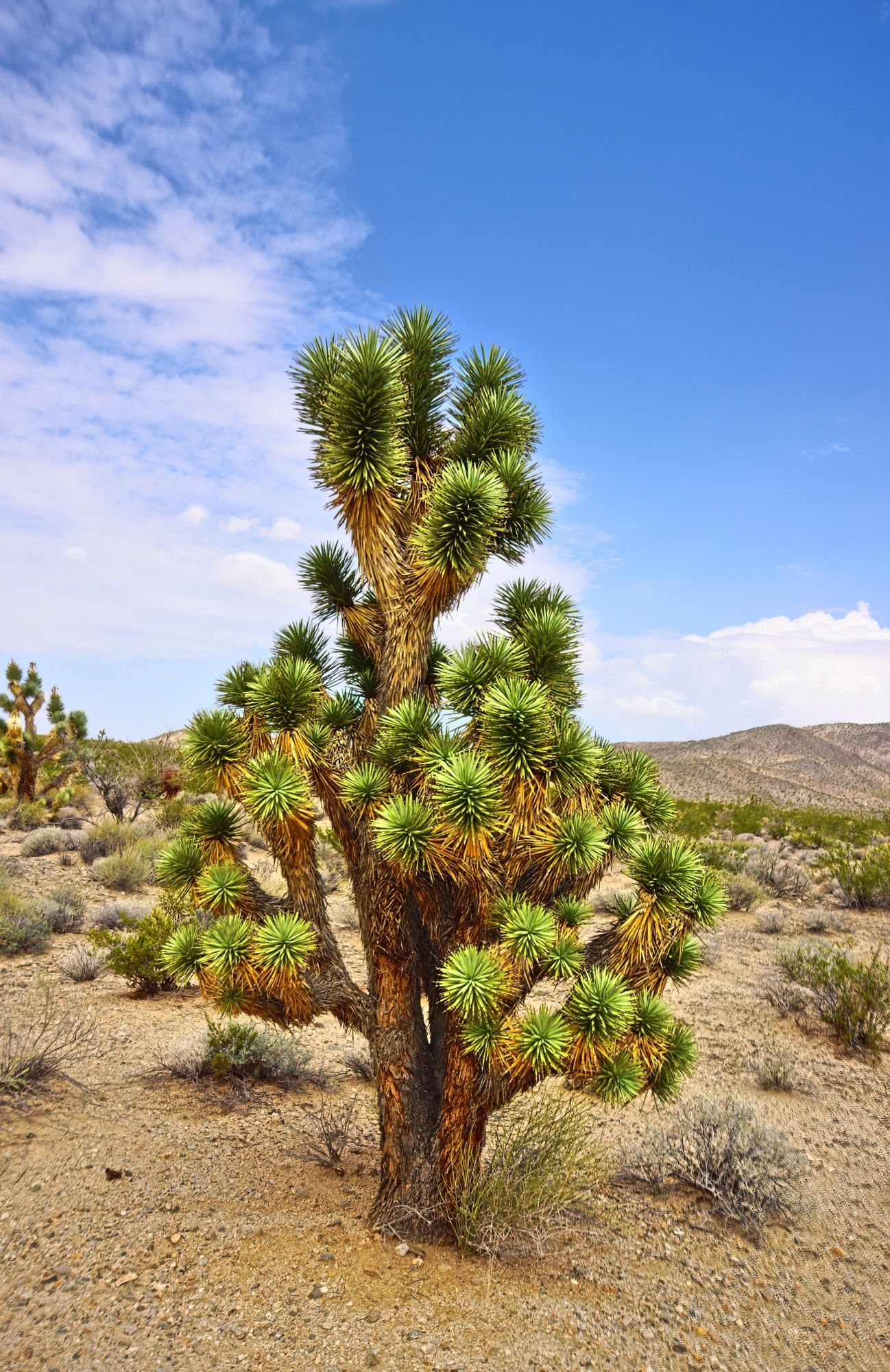 A Joshua Tree growing in sand. Scattered shrubs are on the surrounding ground. On the distant left, another Joshua Tree. On the distant right are sand dunes. Blue skies with white clouds overhead.