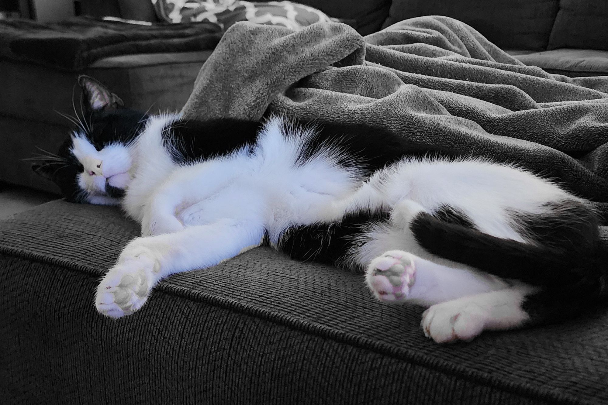 Tank the tuxedo cat plopped on a couch