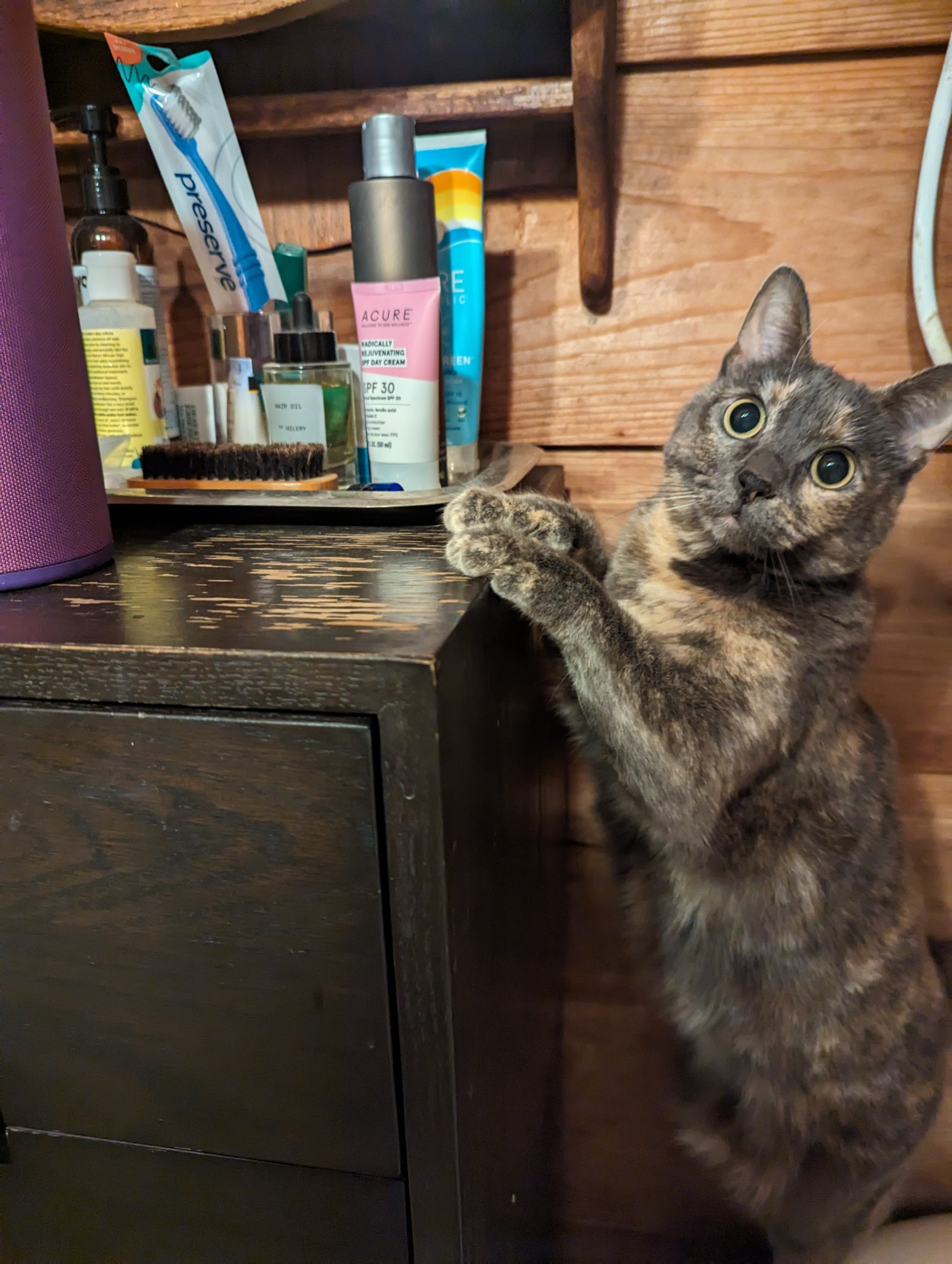 A very cute tortoiseshell cat stares at the person taking her picture