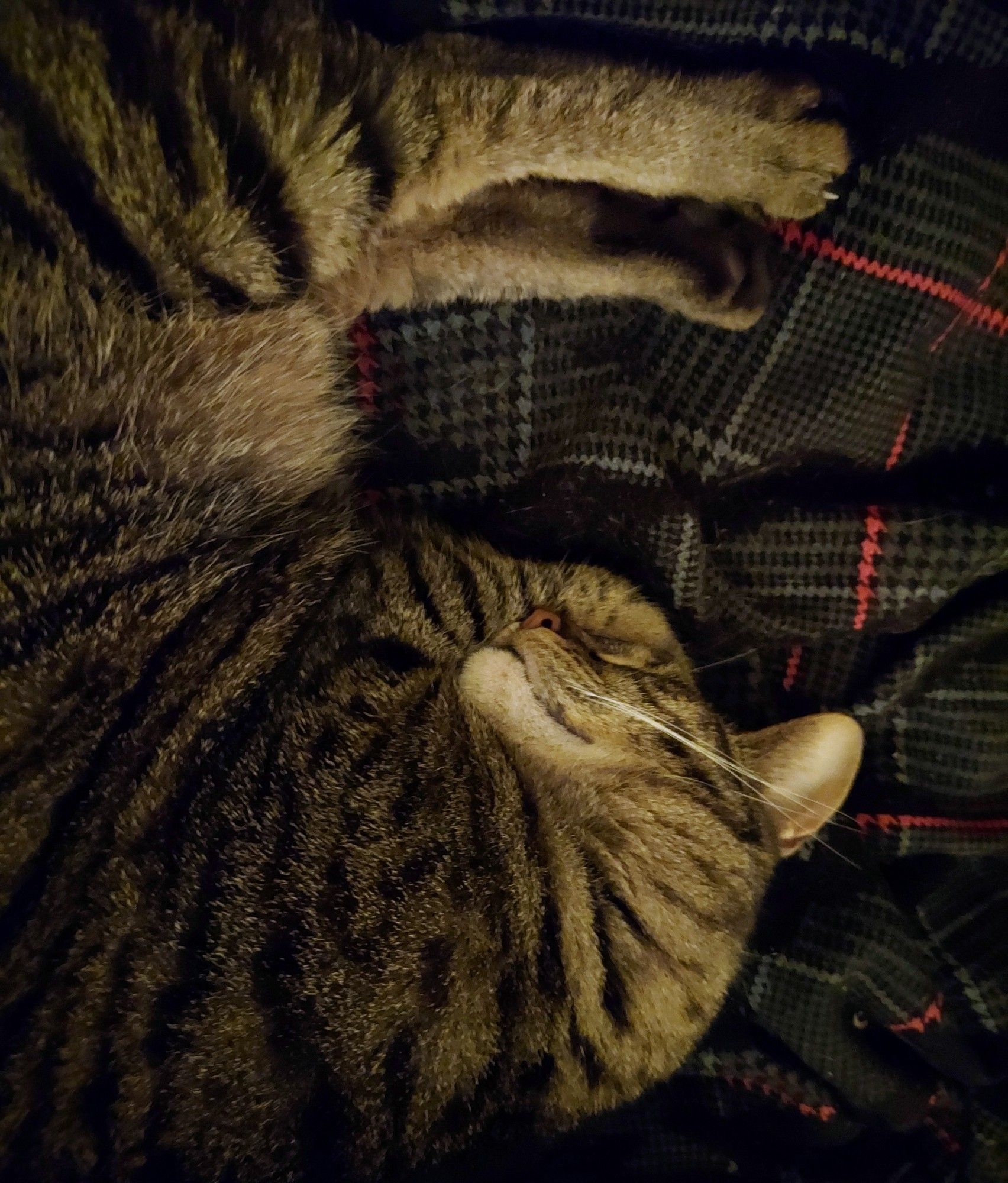 A photo of a tan and black striped cat sleeping on her blanket, her back legs sticking straight out, and her front paws tucked under her head.