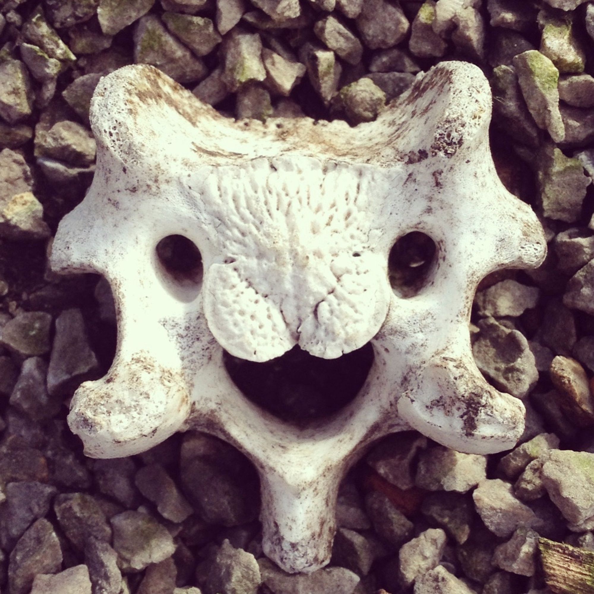 close up of a bleached bone vertebra on a background of loose stones