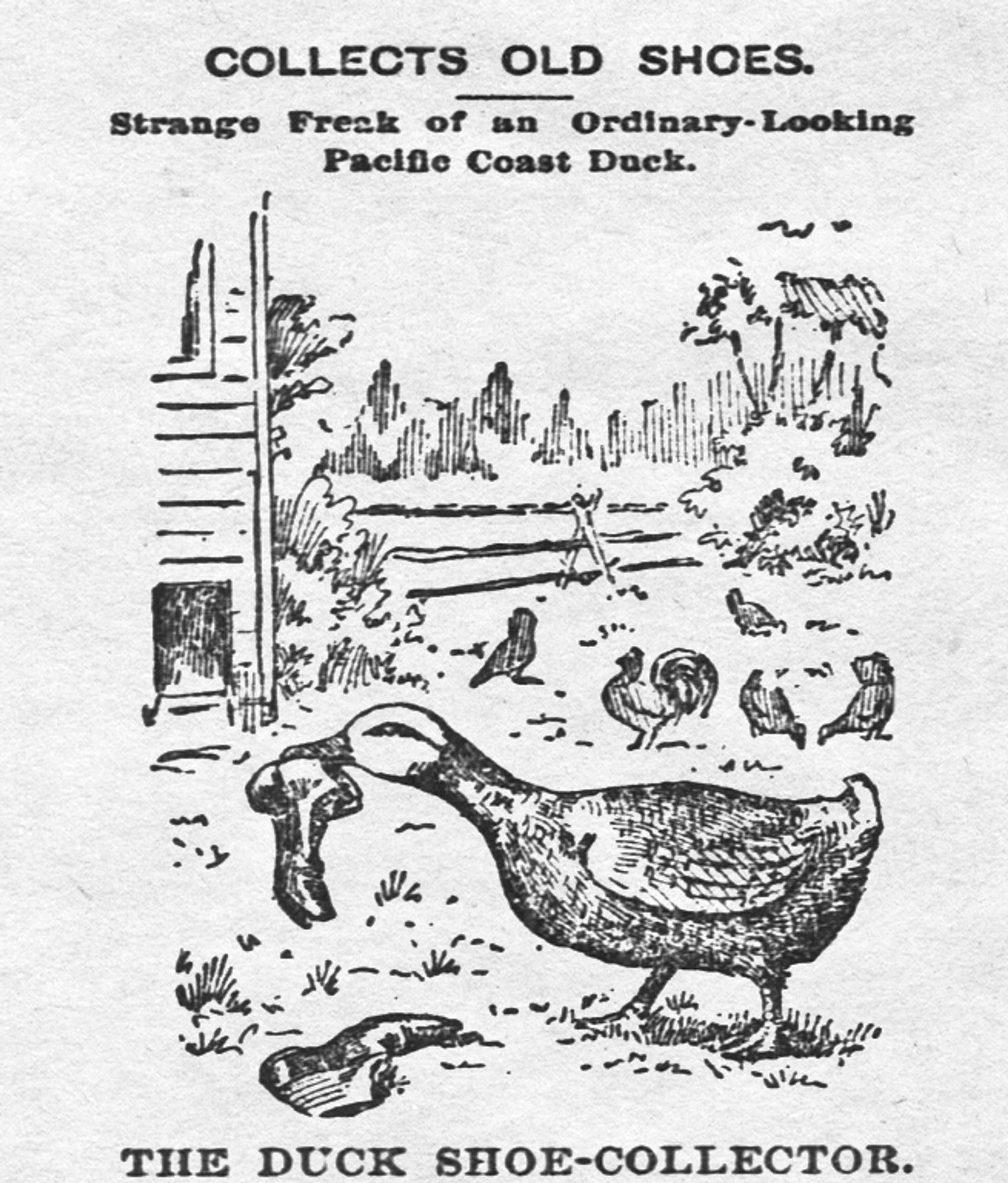 Cartoon of a duck and other farmyard animals in the background. The Duck is holding a shoe in its mouth, with one on the ground below it.
Text at the top headlines: Collects Old Shoes
With subtitle: Strange Freak of an Ordinary-Looking Pacific Coast Duck.
Under the cartoon, it says: The Duck Shoe-Collector