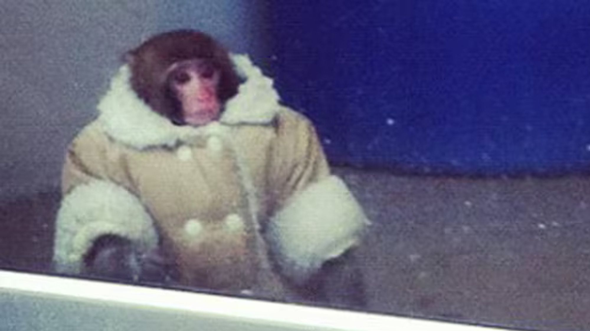 Ikea Monkey contemplating his fame.