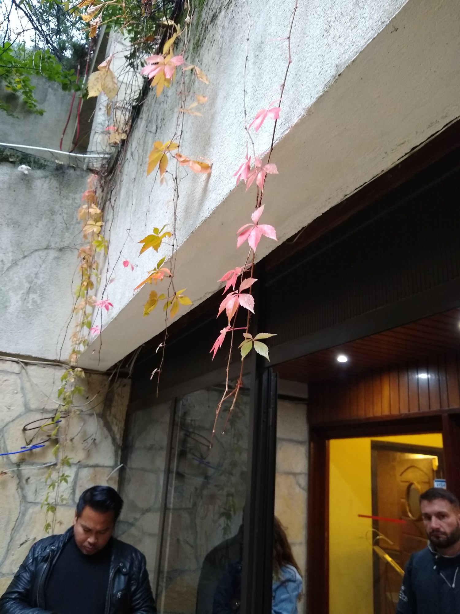 Outside the winery restaurant, but these vines are a weed I'm very allergic to and know locally as Virginia Creeper