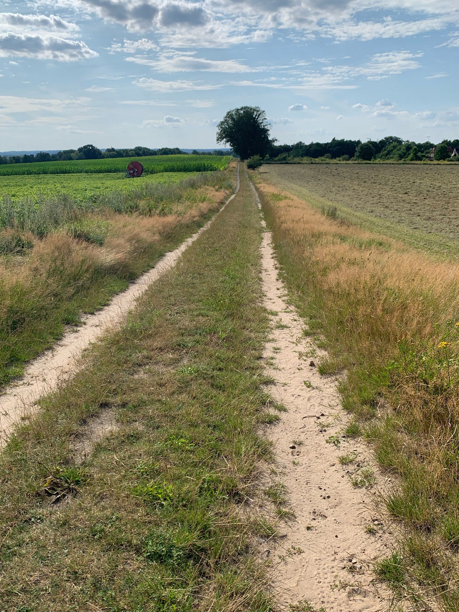 Zweispuriger Sandweg, an den Rändern jeweils +- 1 Meter breite Streifen mit braunem Gras und wenigen Kräutern, daneben Äcker.