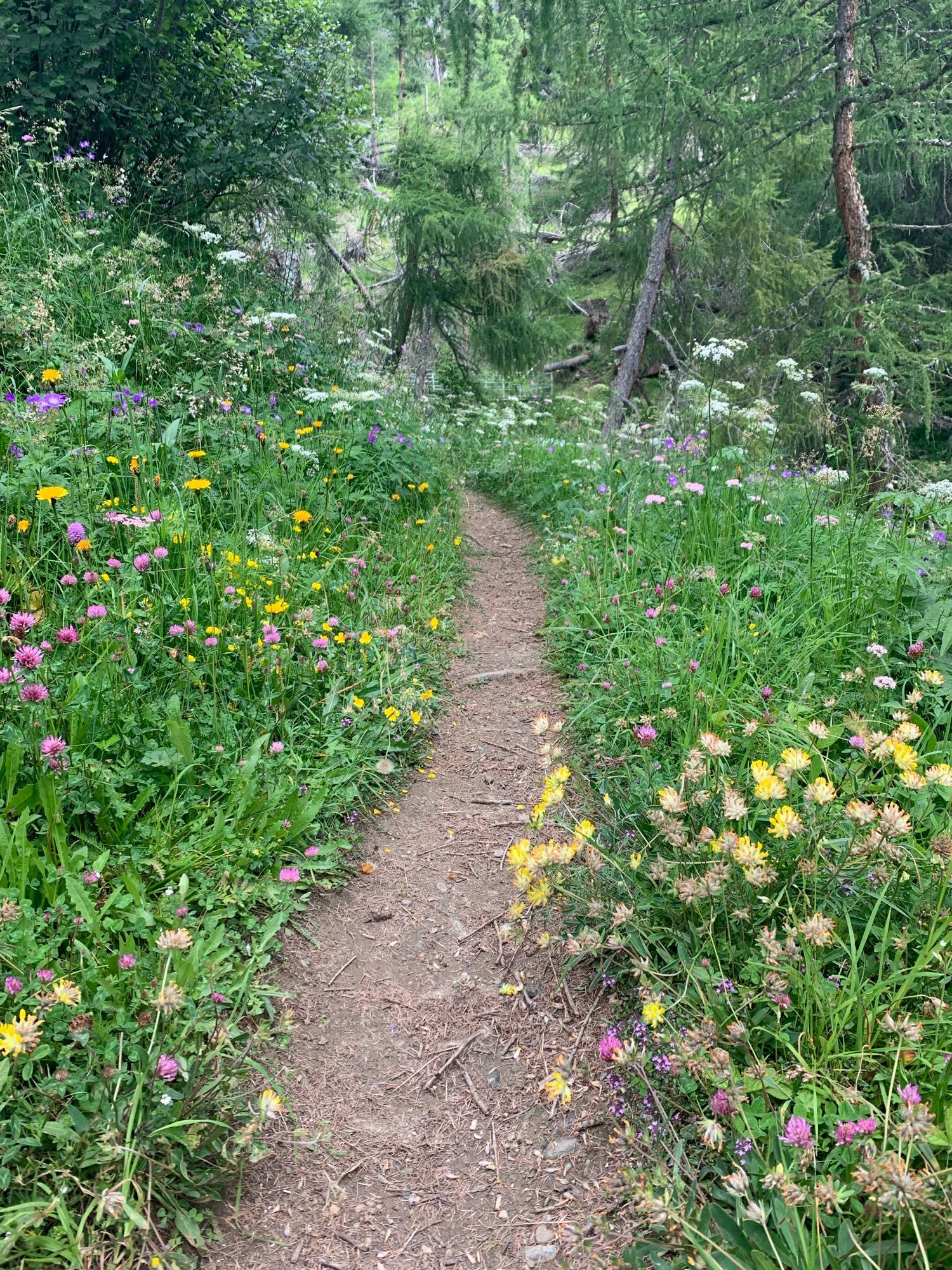 Schmaler Wanderweg, an beiden Seiten üppig blühende, artenreiche Wiese.