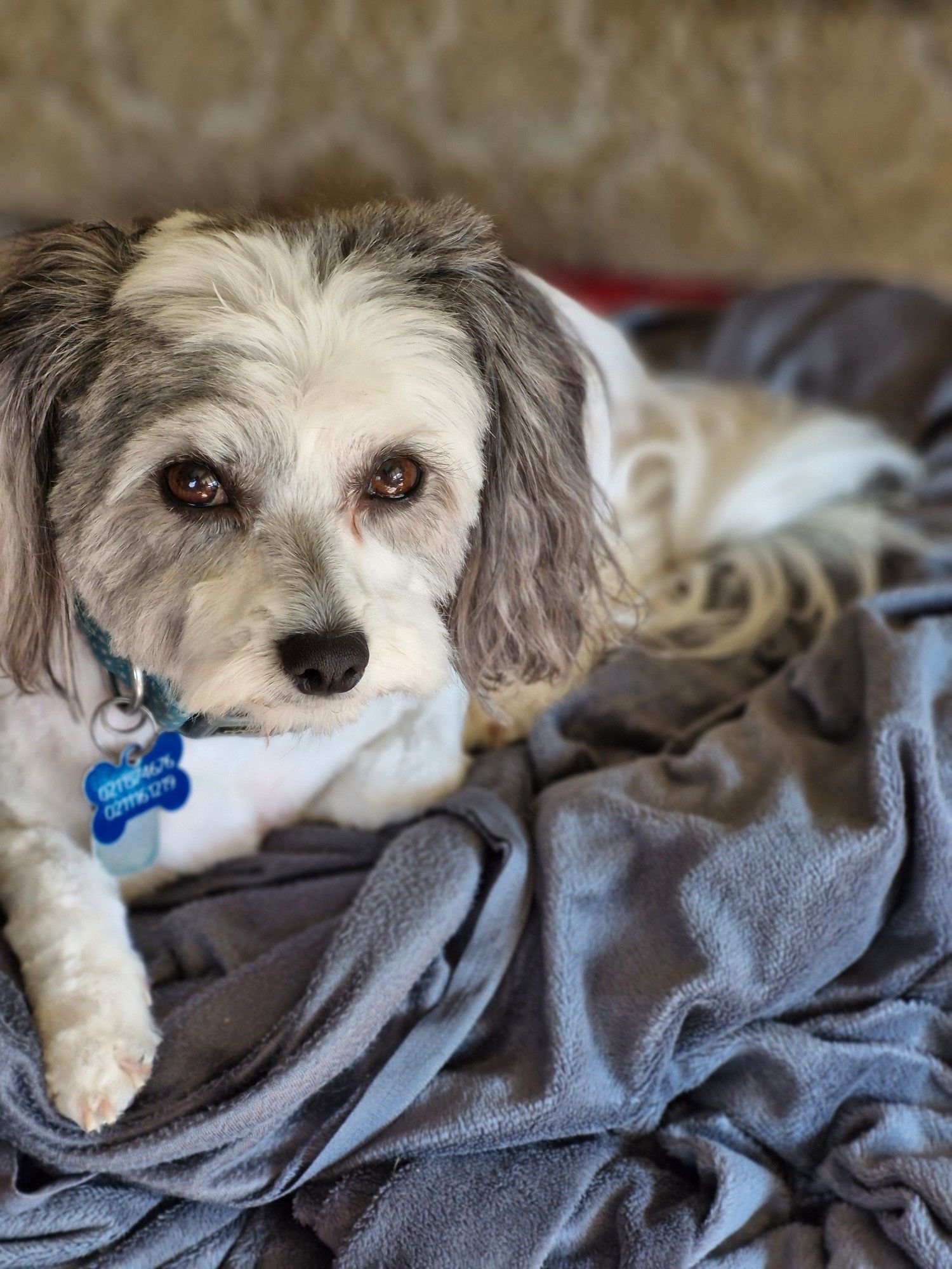 Saki the bichon shih-tzu, freshly shaved,  sits on a grey blankey, one foot forward, looking serious. You can't tell but she's fucking tiny now.