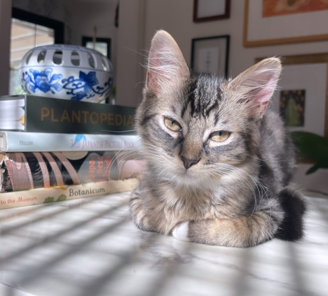 Gray tabby kitten loafed up on a coffee table with broken patches of light falling over him