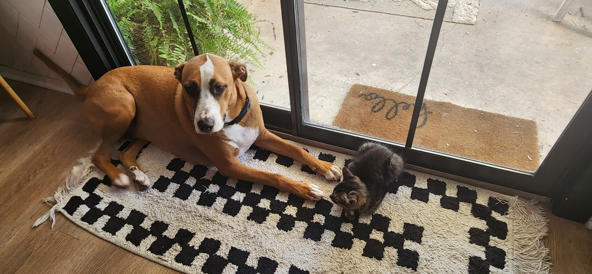 A large brown puppy and a tiny gray kitten sunbathing by a sliding glass door