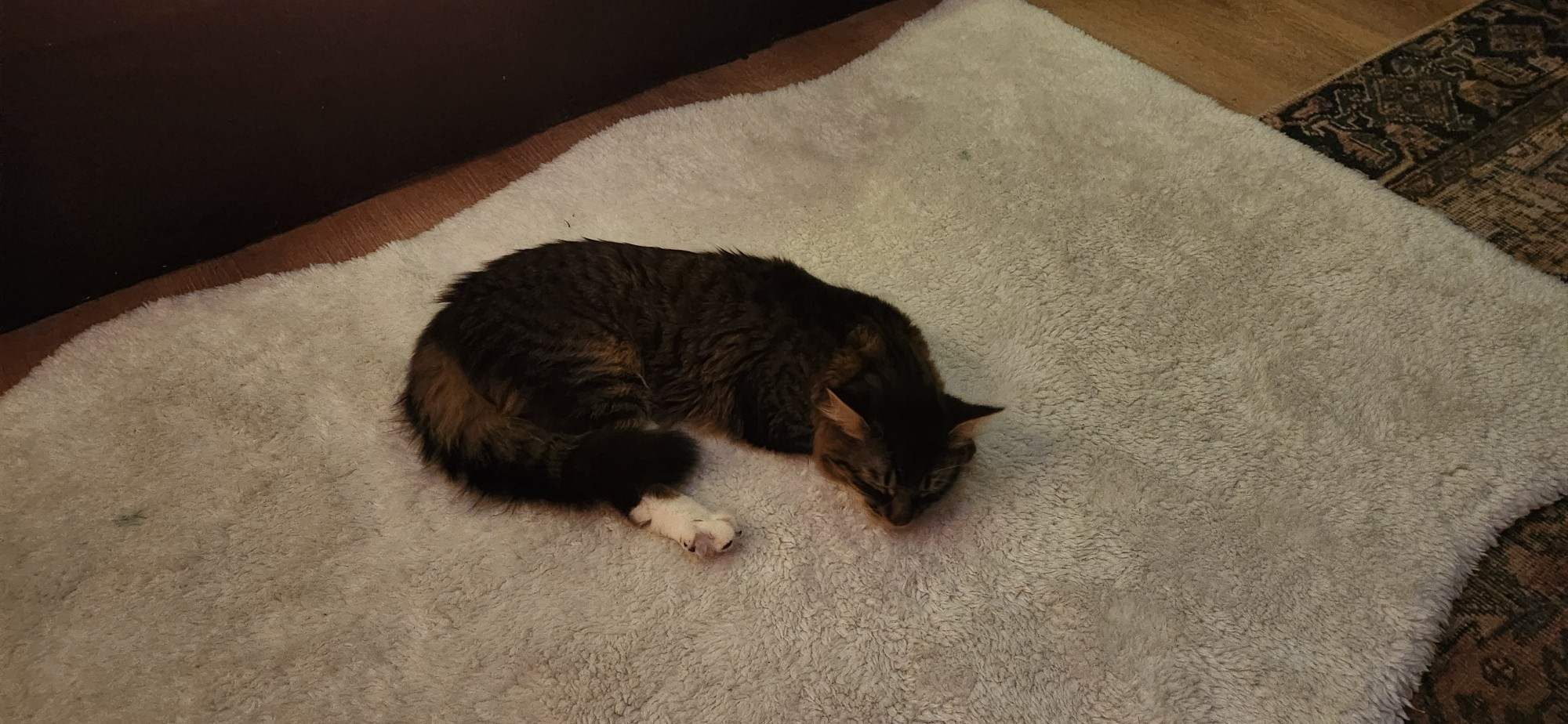 A gray kitten lying on a fuzzy white rug