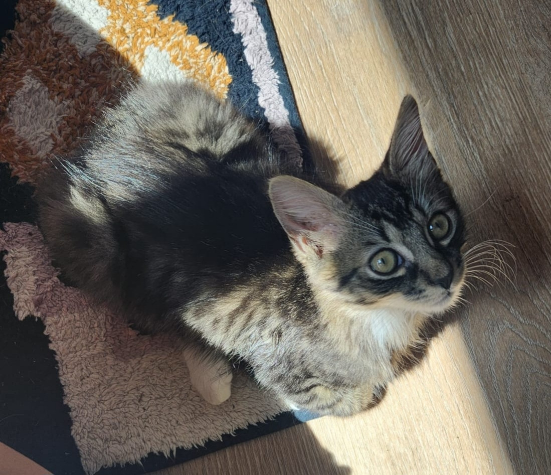 Kitten in sunlight