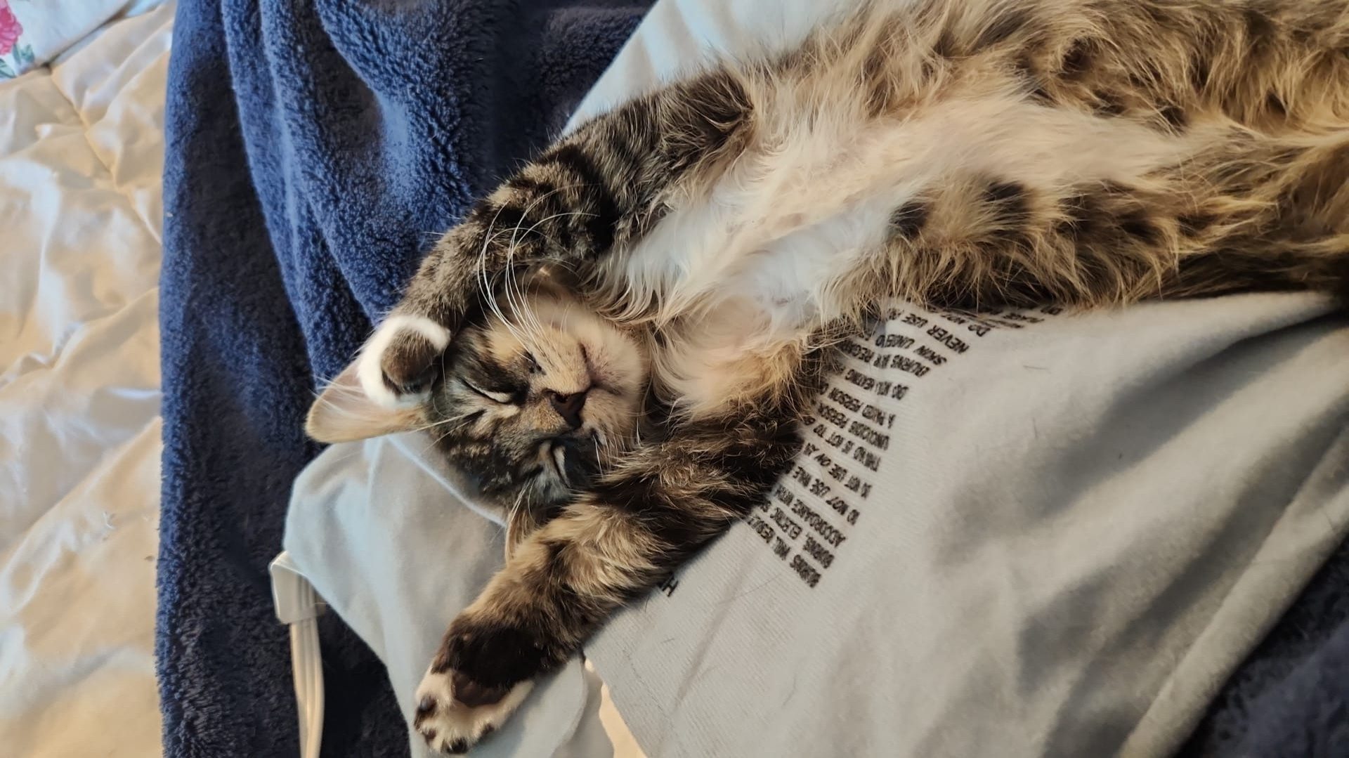 A kitten lying on his back on a cloth bag, asleep