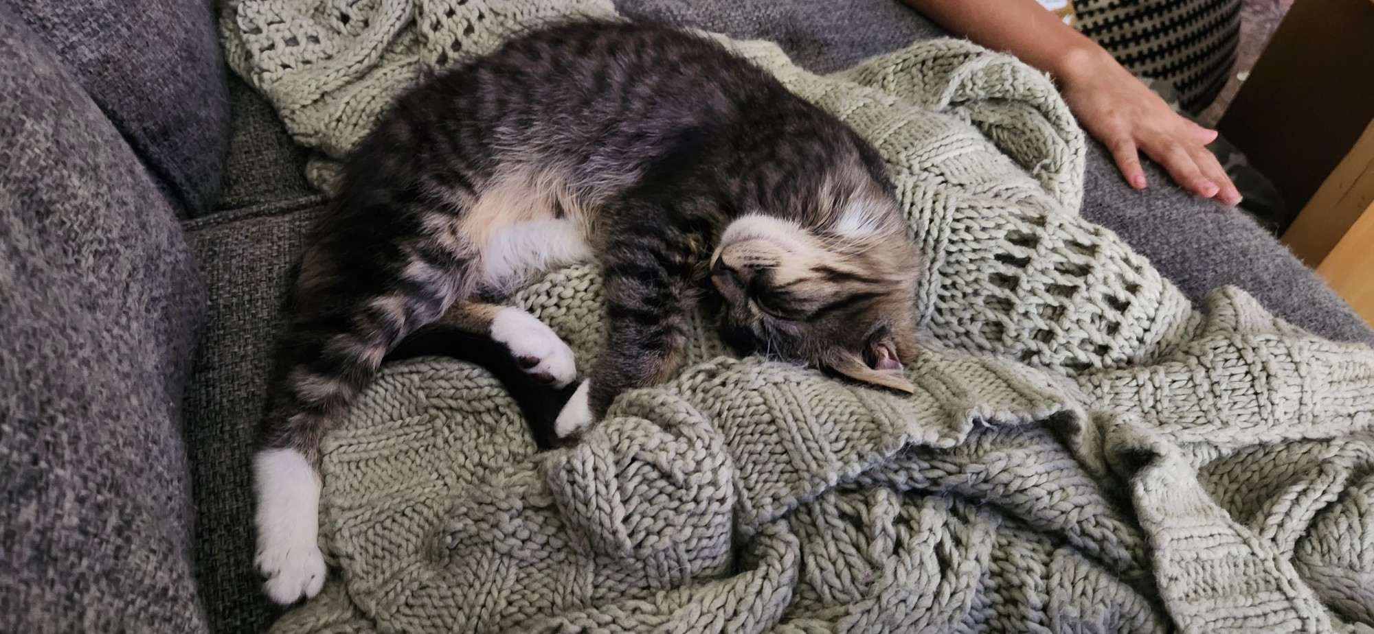 A gray kitten curled up on a green knit blanket. His head is tucked down by his front paw and he looks like he is smiling.