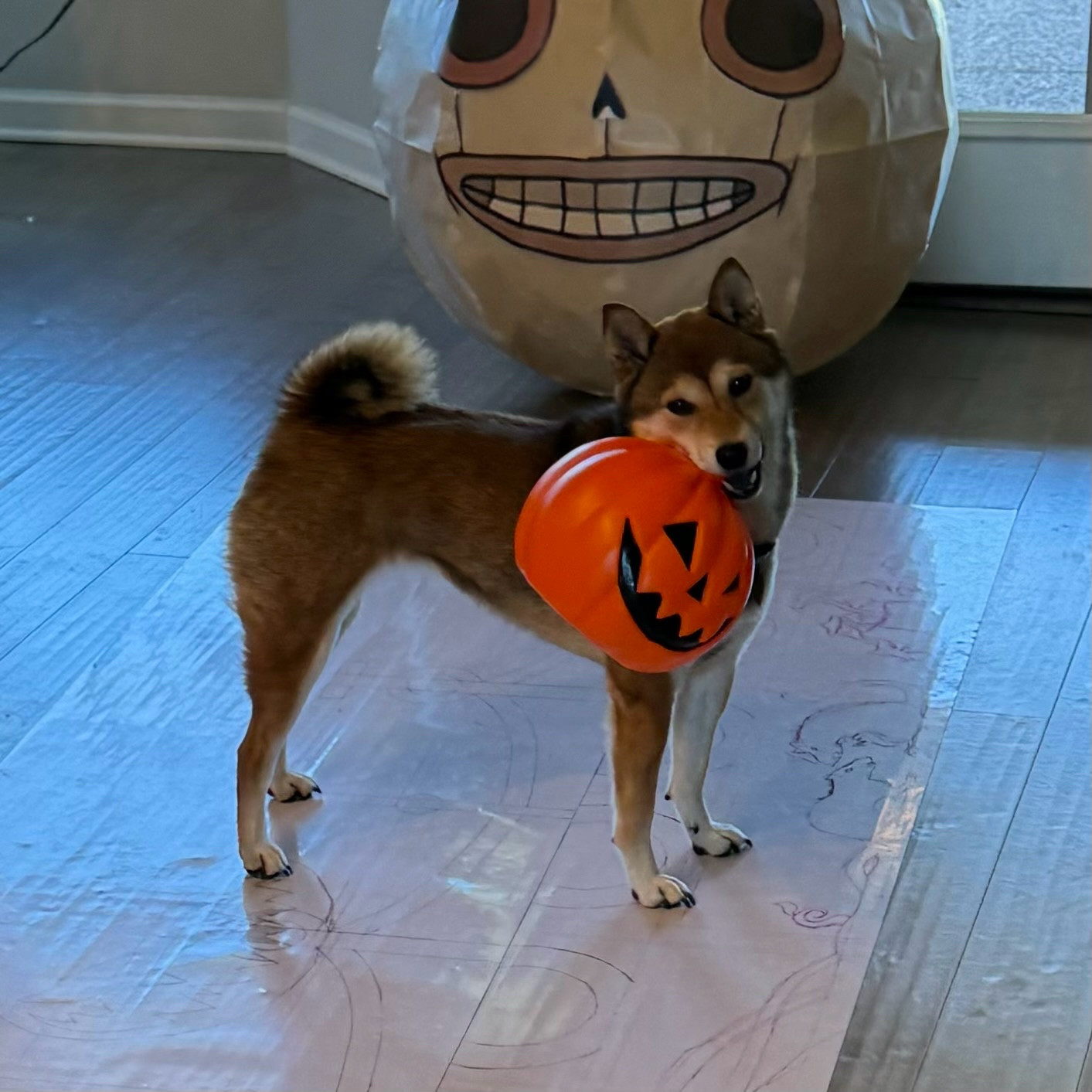 A photo of a shiba inu from the side looking back at the camera holding a plastic blow mold jack o’lantern in her mouth by its stem. (2 of 3)