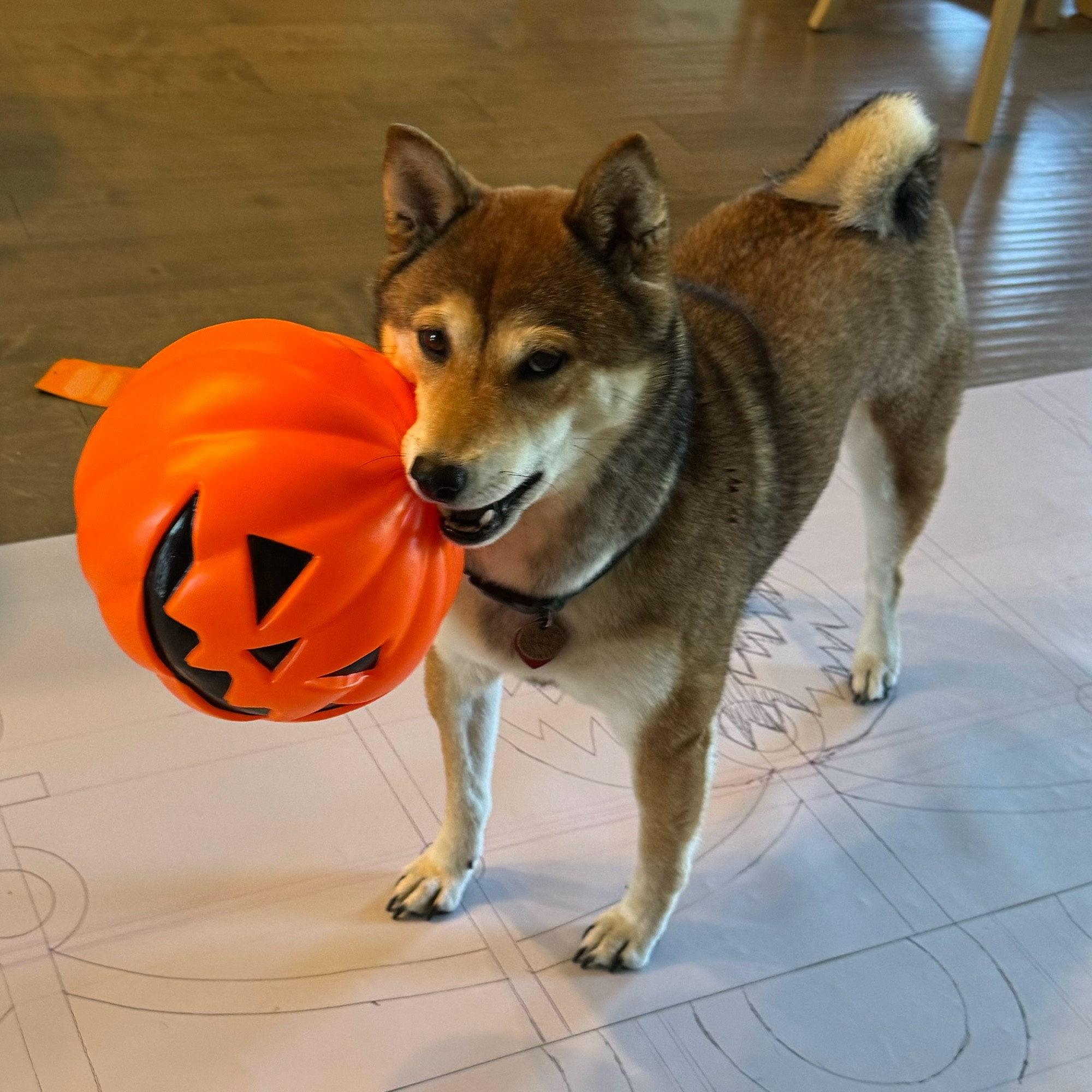 A photo of a shiba inu, taken from above, looking at the camera with a challenging expression, still holding a plastic blow mold jack o’lantern in her mouth by its stem. (3 of 3) #dogsofbluesky #dog