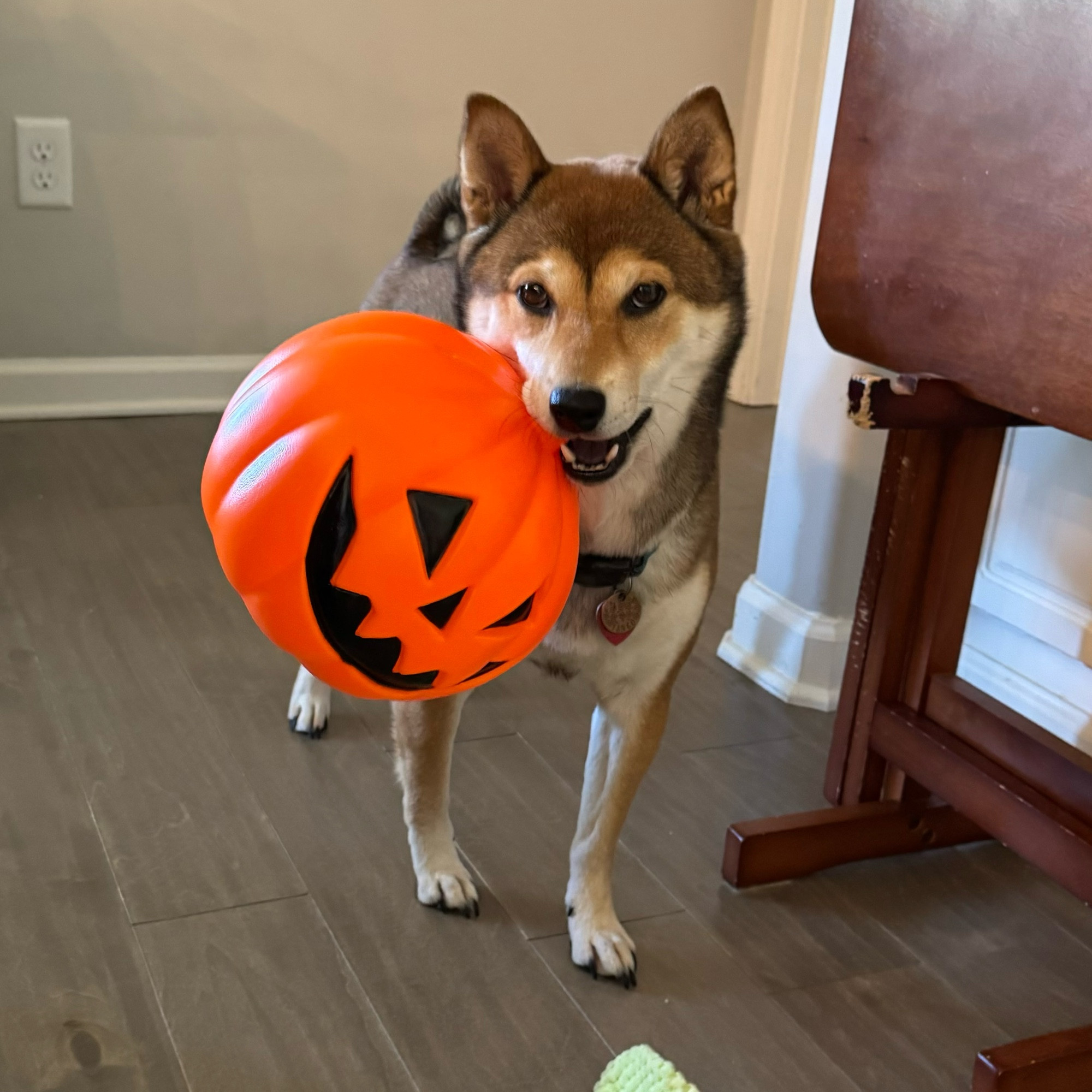 A photo of a shiba inu looking at the camera with absolutely no shame holding a plastic blow mold jack o’lantern in her mouth by its stem. The pumpkin is bigger than her head. (1 of 3)