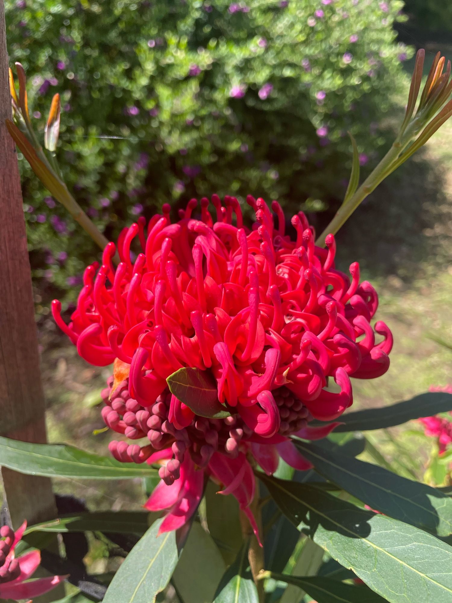 Waratah