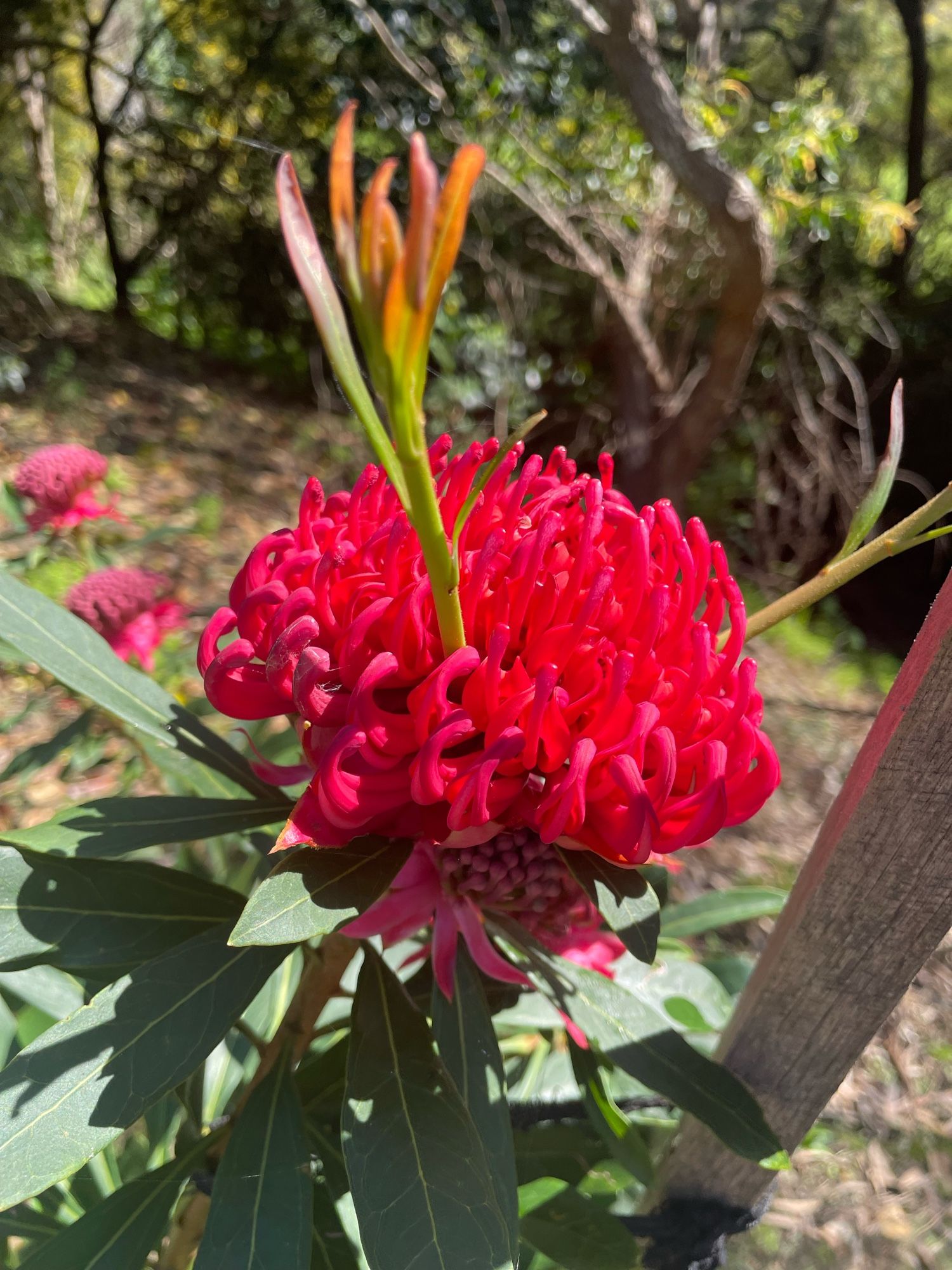 Waratah