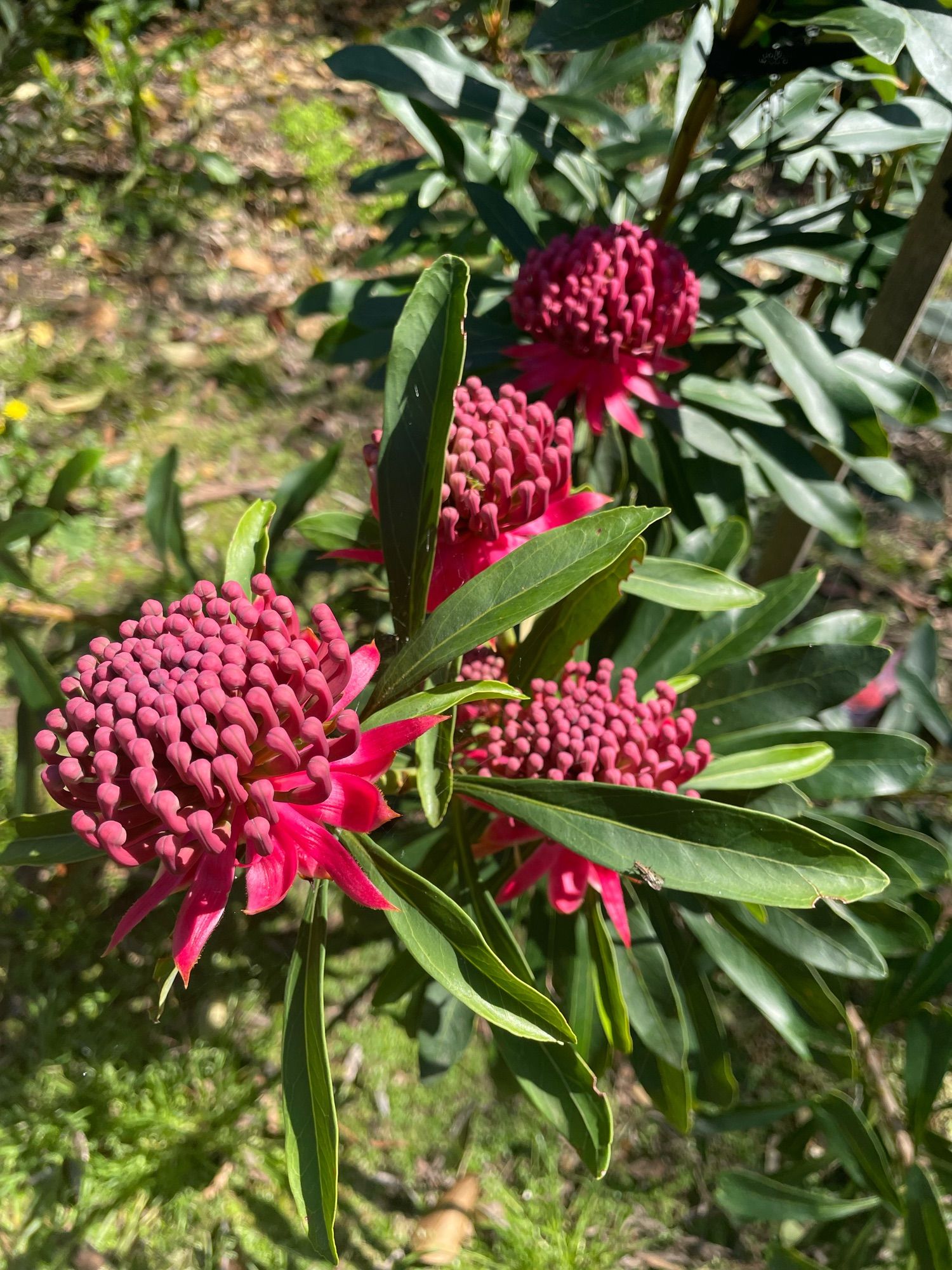 Waratah