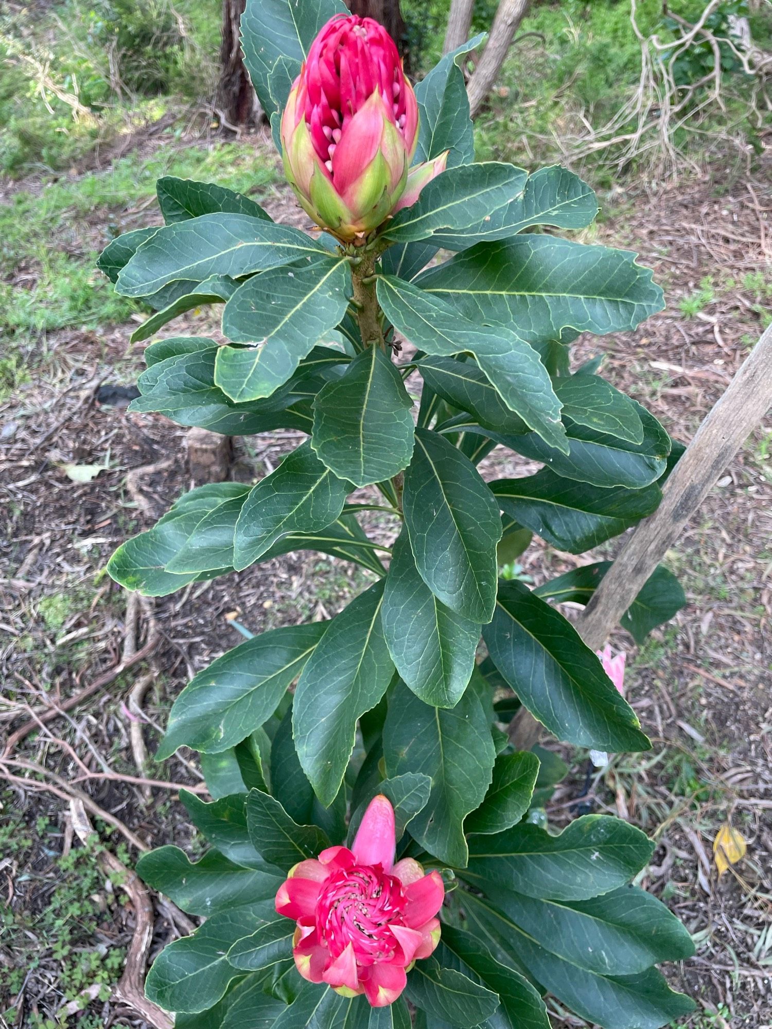 Waratah flowers about to unfold.