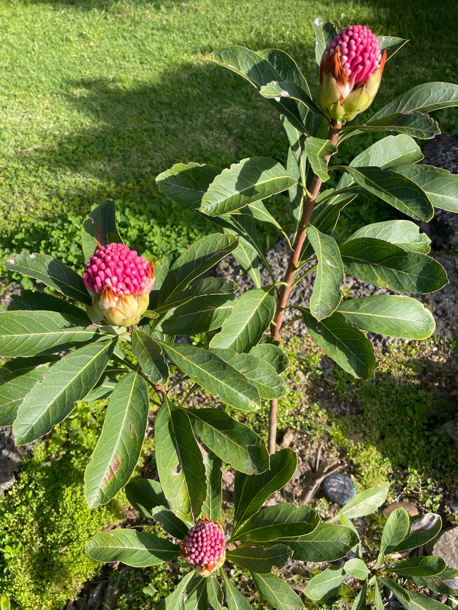 Waratah flowers about to unfold.