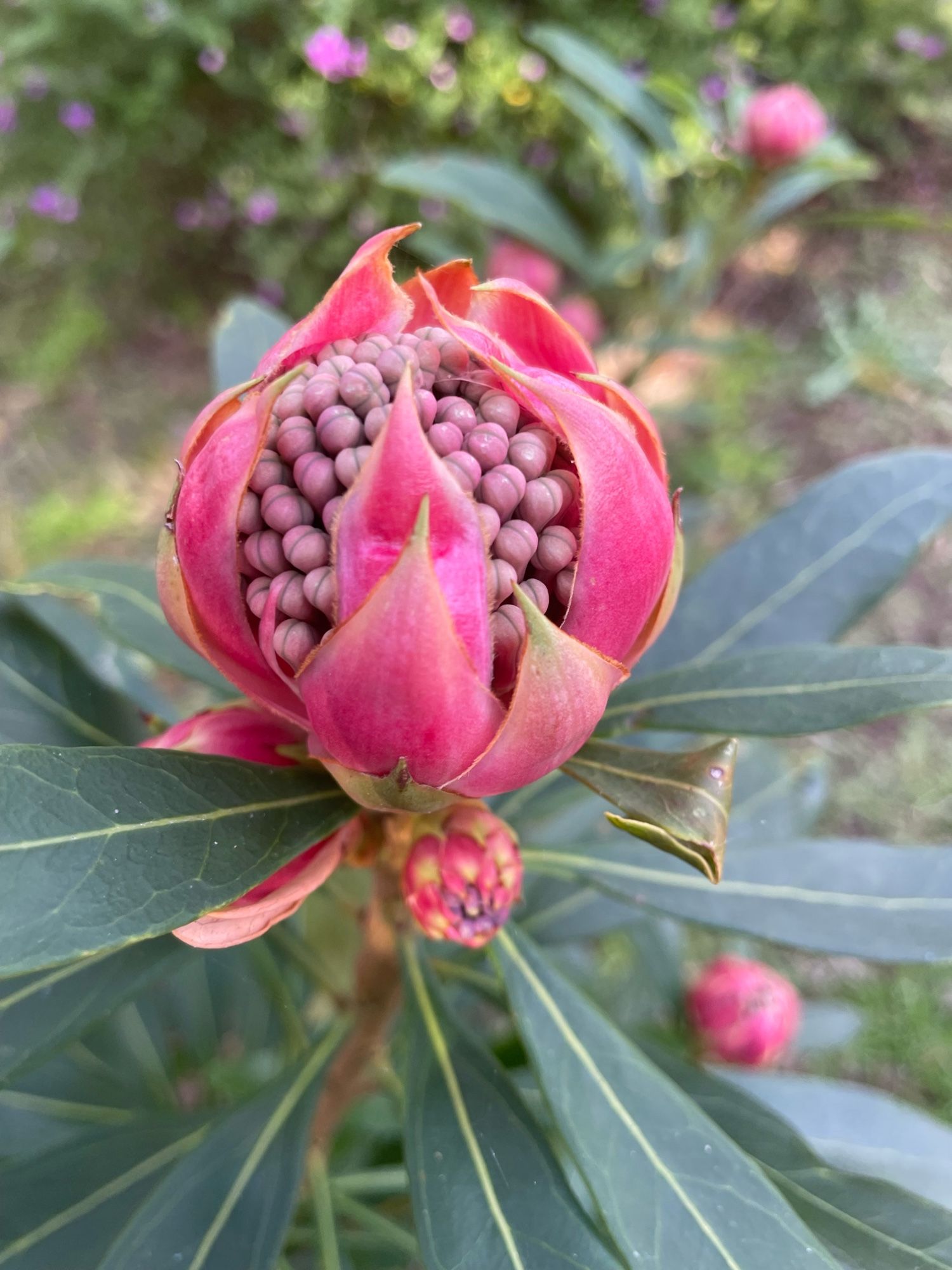 Waratah flowers about to unfold.